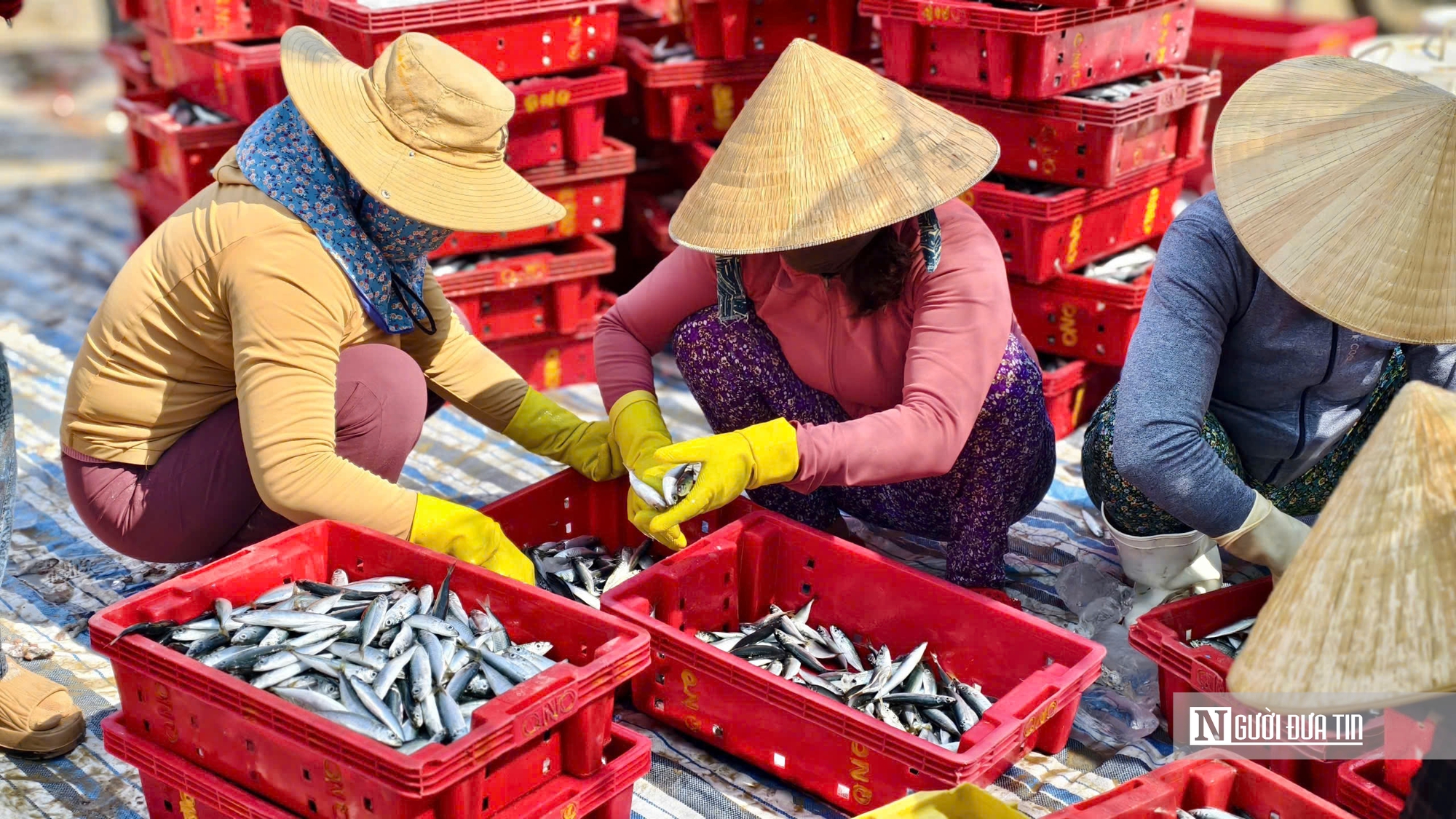 Rộn r&agrave;ng m&ugrave;a c&aacute; nục ở Quảng Ng&atilde;i - Ảnh 8.