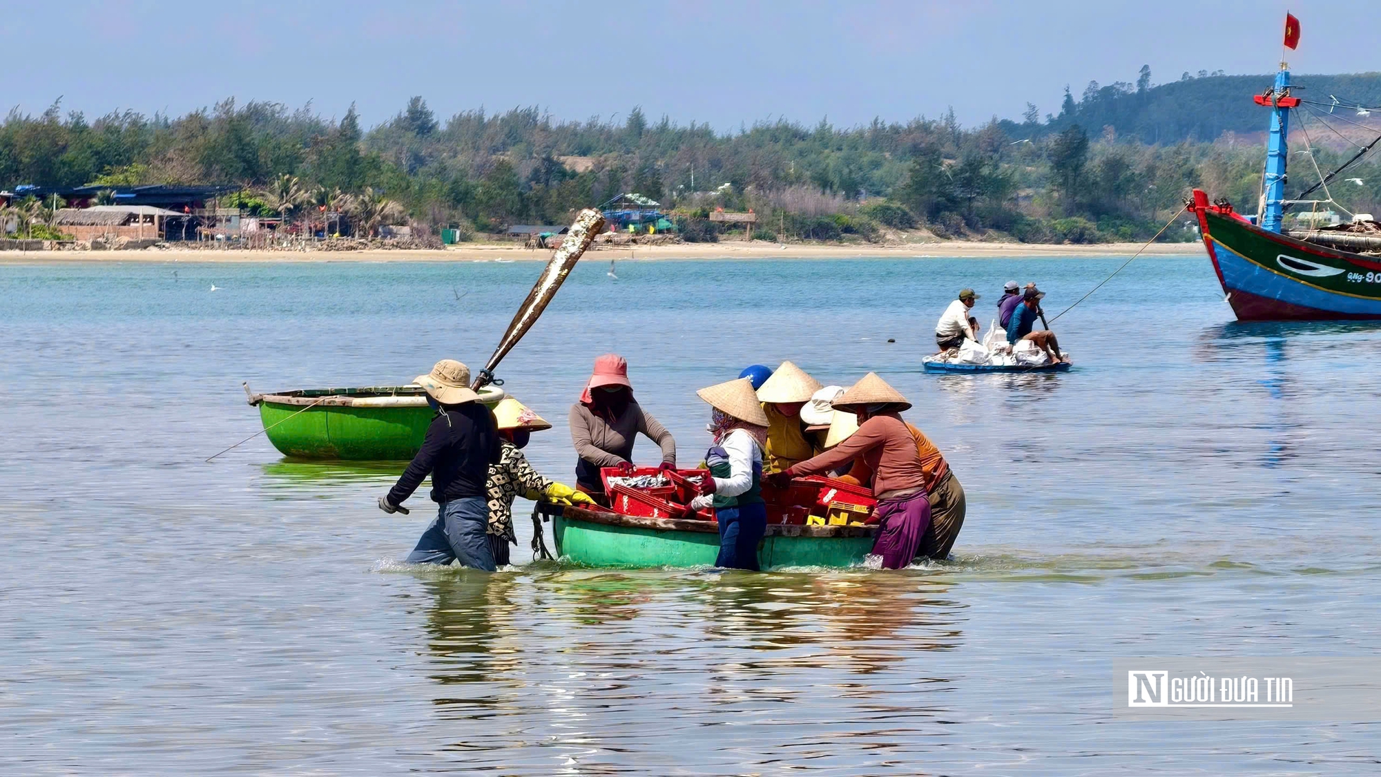 Rộn r&agrave;ng m&ugrave;a c&aacute; nục ở Quảng Ng&atilde;i - Ảnh 9.