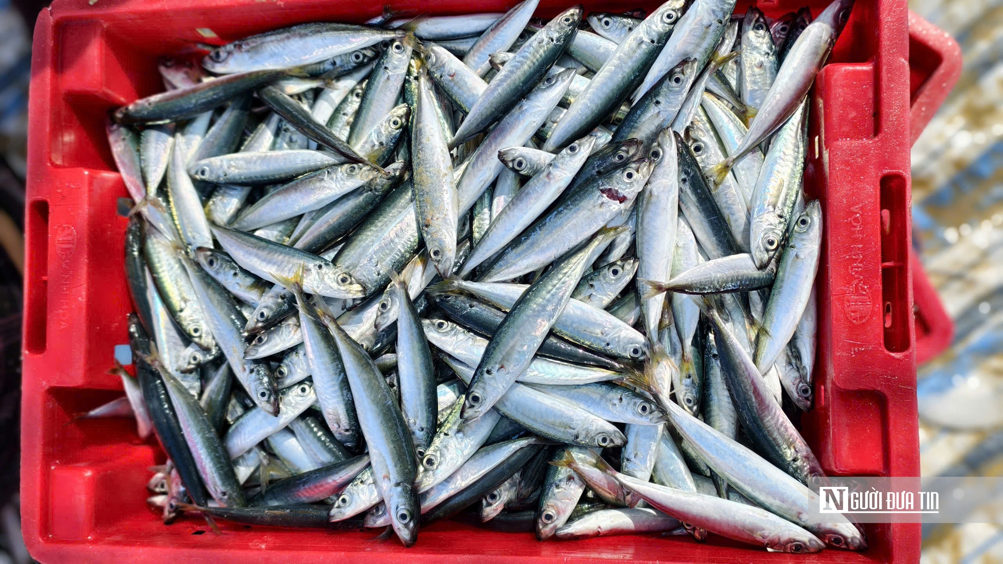 Rộn r&agrave;ng m&ugrave;a c&aacute; nục ở Quảng Ng&atilde;i - Ảnh 10.