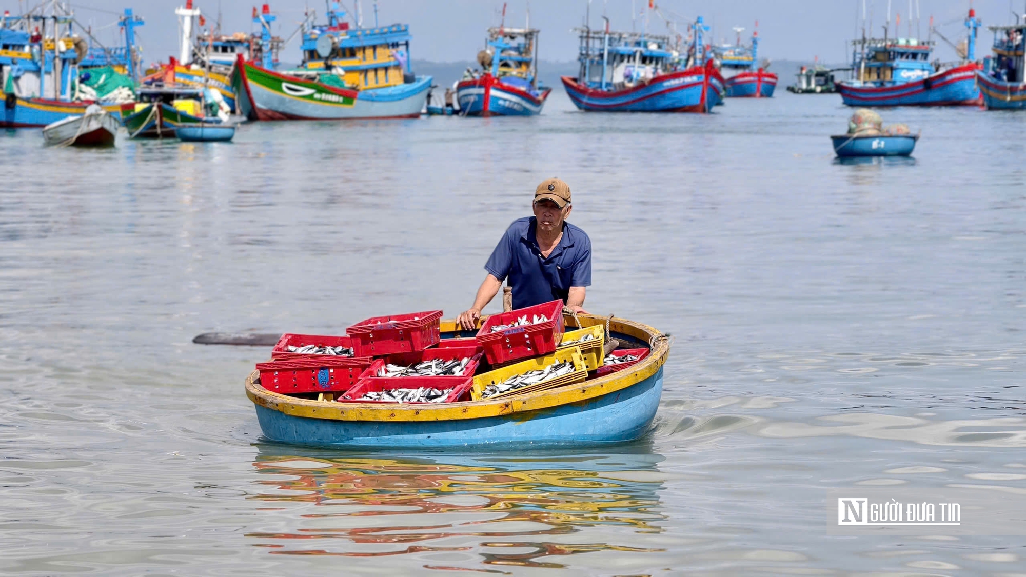 Rộn r&agrave;ng m&ugrave;a c&aacute; nục ở Quảng Ng&atilde;i - Ảnh 11.