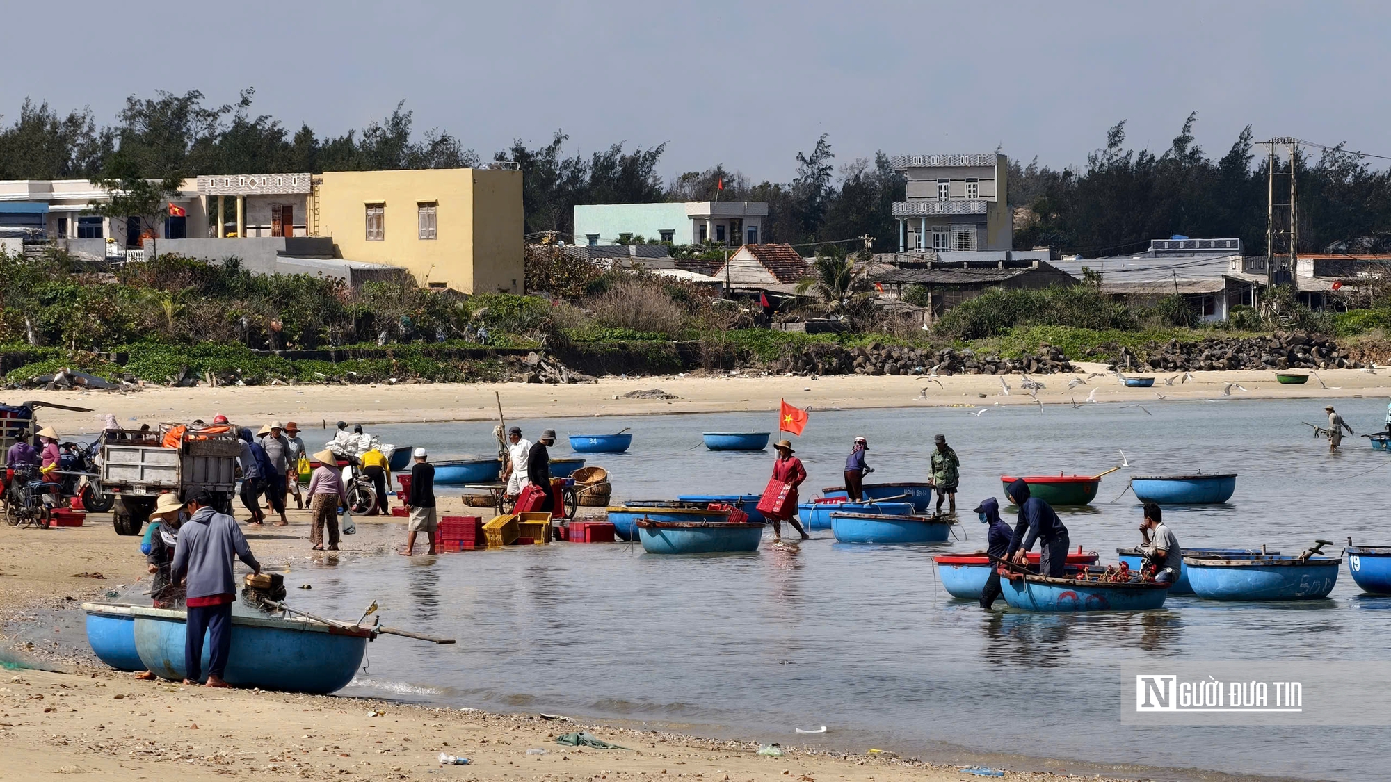 Rộn r&agrave;ng m&ugrave;a c&aacute; nục ở Quảng Ng&atilde;i - Ảnh 12.