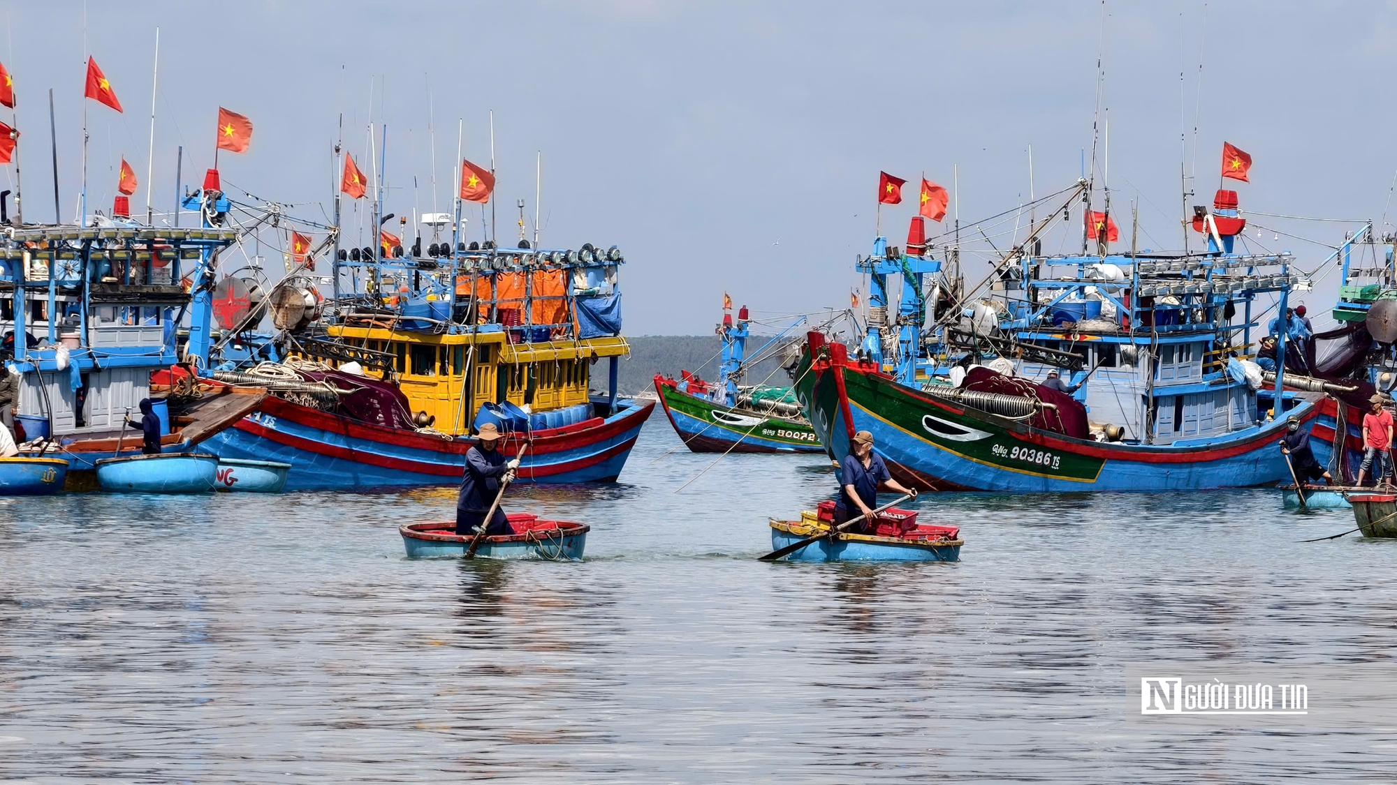 Rộn r&agrave;ng m&ugrave;a c&aacute; nục ở Quảng Ng&atilde;i - Ảnh 14.