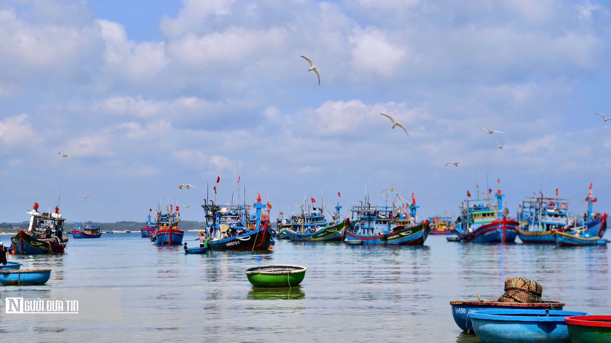 Rộn ràng mùa cá nục ở Quảng Ngãi - Ảnh 3.