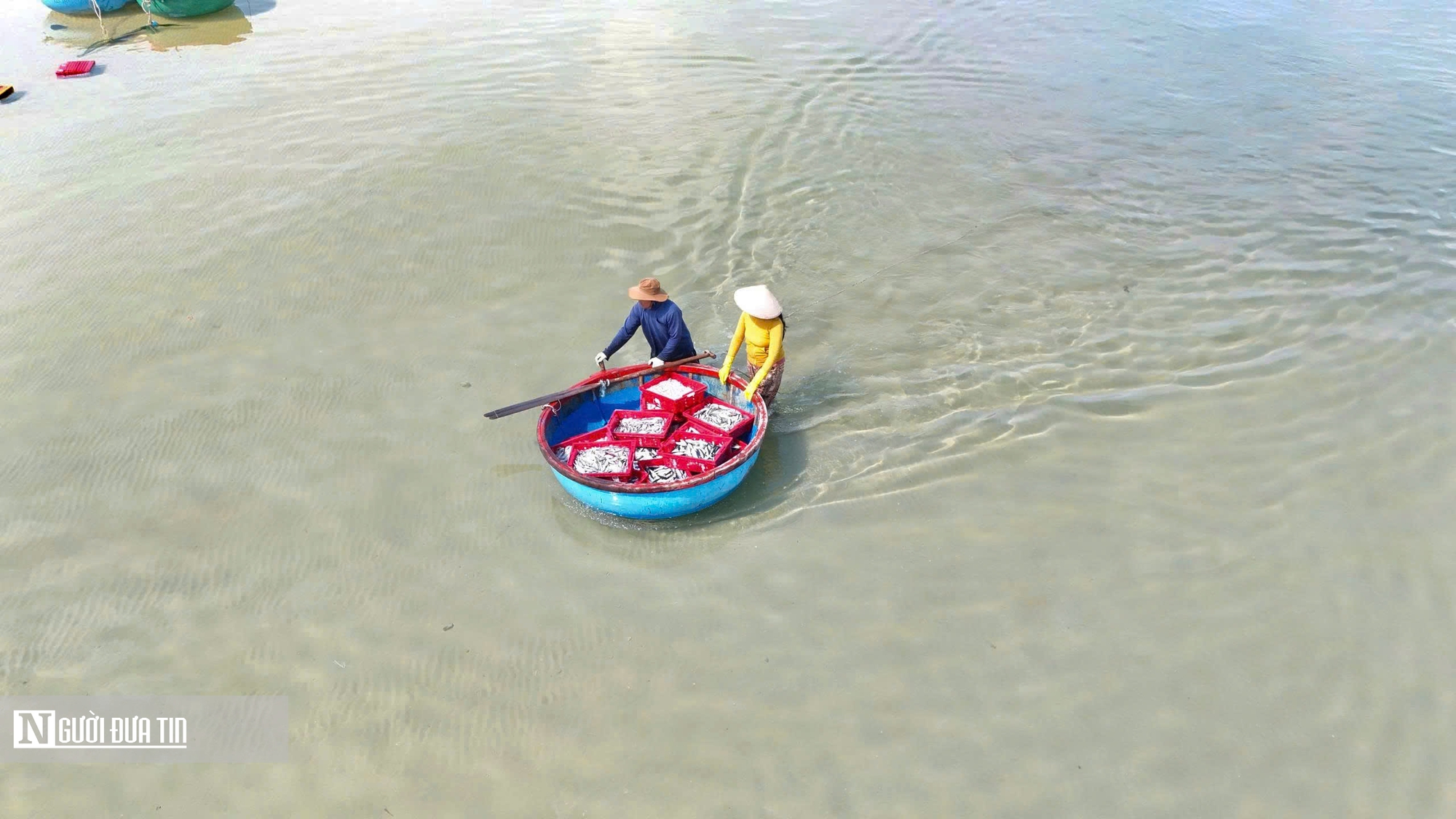 Rộn ràng mùa cá nục ở Quảng Ngãi - Ảnh 5.