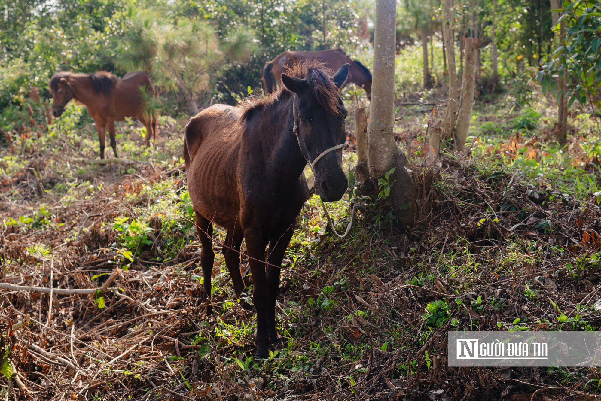 Xem nông dân Đắk Lắk hoá "kỵ sĩ" cưỡi ngựa thồ tham gia lễ đua đầu năm - Ảnh 4.