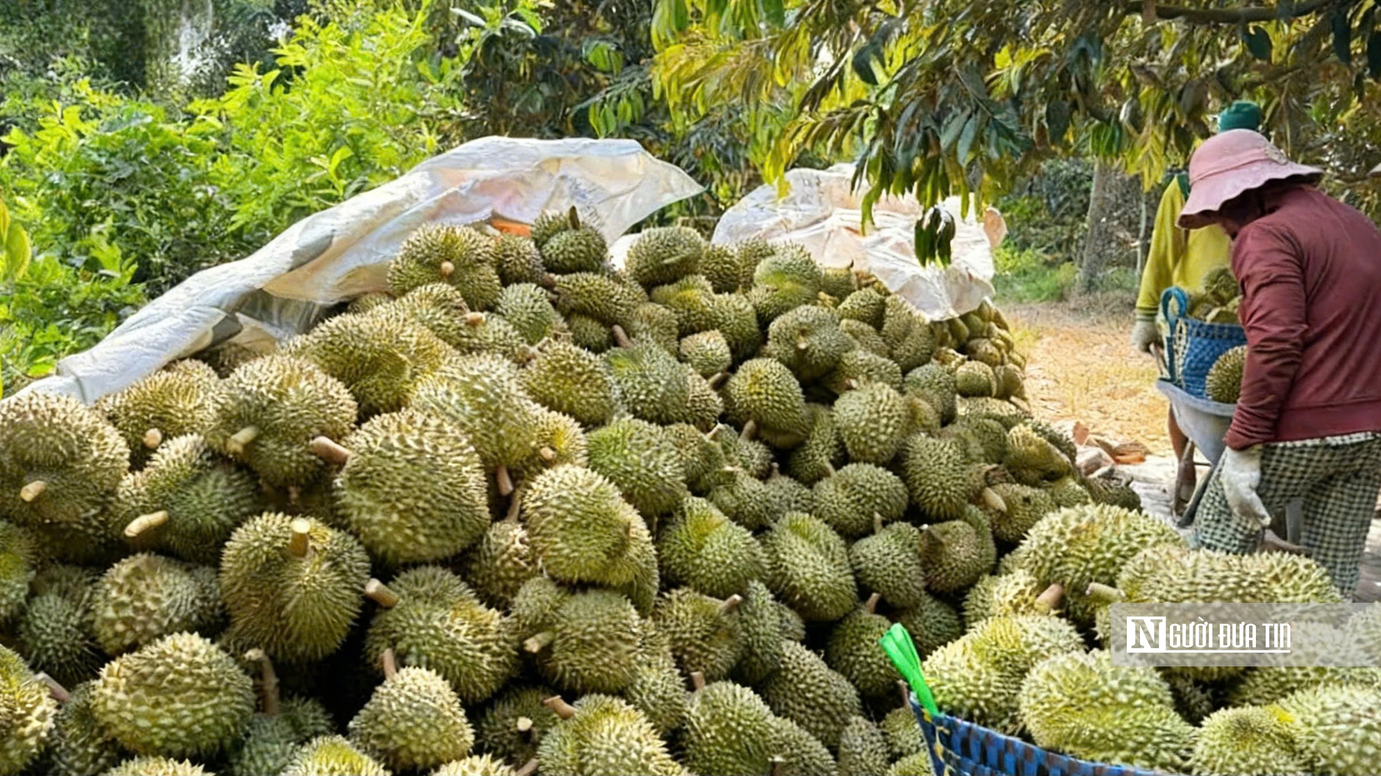 Khan hàng, doanh nghiệp tăng giá gom sầu riêng xuất khẩu- Ảnh 3.