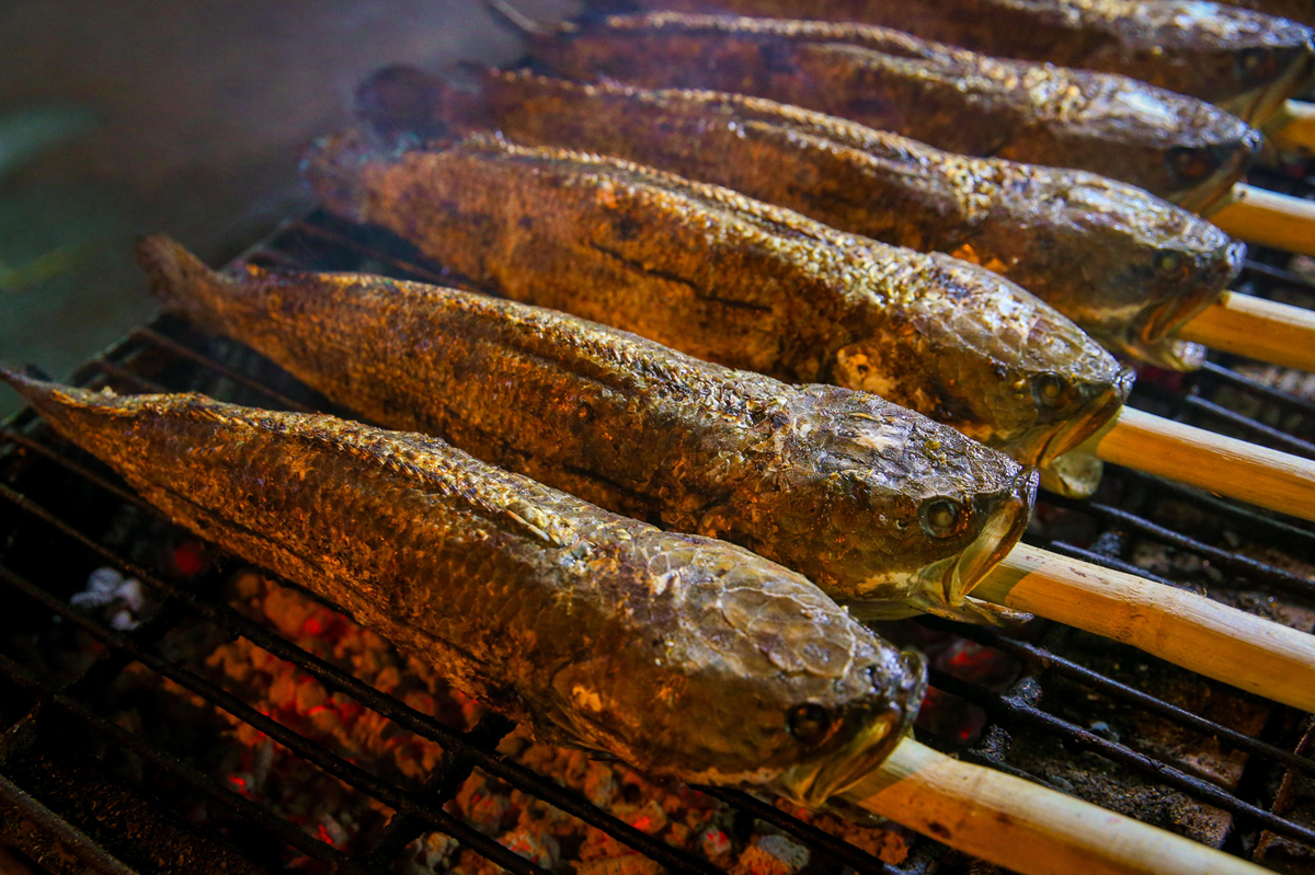 Vì sao cá lóc xuất hiện trên mâm cúng Thần Tài? - Ảnh 2.