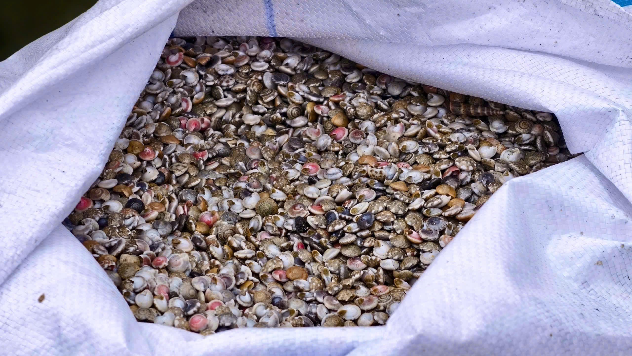 Ra khơi khai thác ốc gạo từ 2 giờ sáng, ngư dân "đút túi" tiền triệu mỗi chuyến- Ảnh 5.