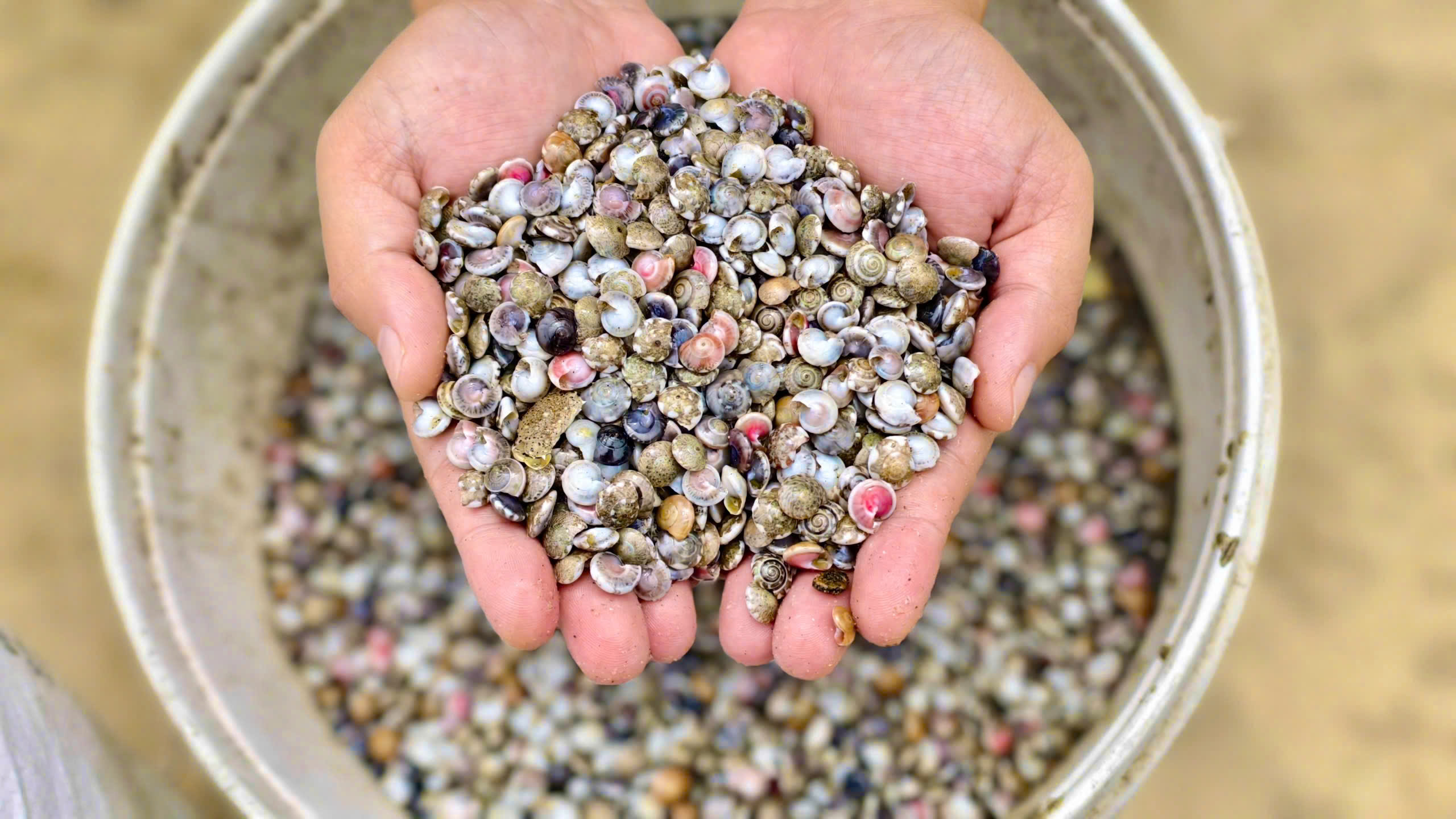 Ra khơi khai thác ốc gạo từ 2 giờ sáng, ngư dân "đút túi" tiền triệu mỗi chuyến- Ảnh 2.