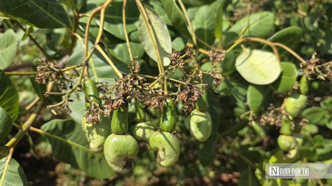 Mưa trái mùa, sương muối và giá thấp bủa vây mùa điều Đồng Nai- Ảnh 1. Mưa trái mùa, sương muối và giá thấp bủa vây mùa điều Đồng Nai- Ảnh 1.