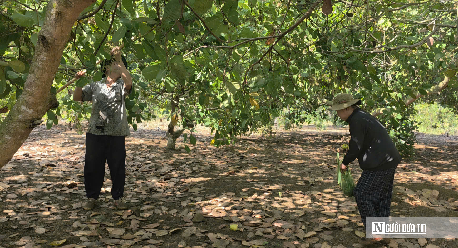 Mưa trái mùa, sương muối và giá thấp bủa vây mùa điều Đồng Nai- Ảnh 2. Mưa trái mùa, sương muối và giá thấp bủa vây mùa điều Đồng Nai- Ảnh 2.