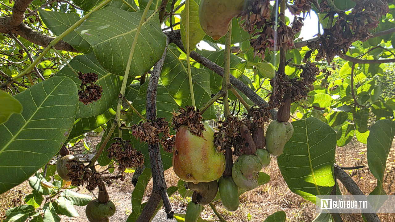 Mưa trái mùa, sương muối và giá thấp bủa vây mùa điều Đồng Nai- Ảnh 3. Mưa trái mùa, sương muối và giá thấp bủa vây mùa điều Đồng Nai- Ảnh 3.