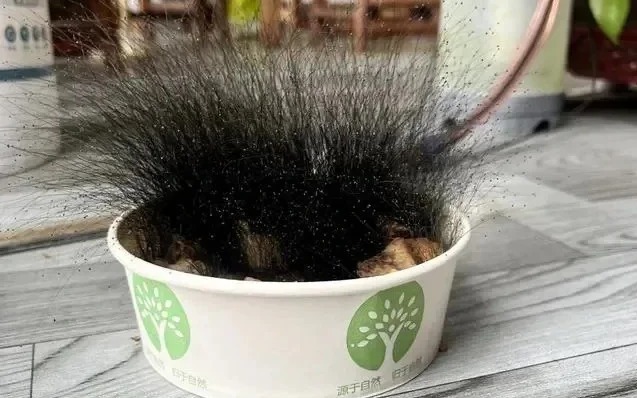 Người đàn ông Trung Quốc sốc khi thấy bát cơm bò mọc nấm mốc cao 15 cm sau Tết