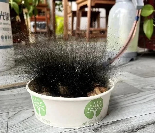 Để qu&ecirc;n b&aacute;t cơm khi nghỉ Tết, người đ&agrave;n &ocirc;ng sốc nặng khi đi l&agrave;m trở lại - Ảnh 1.