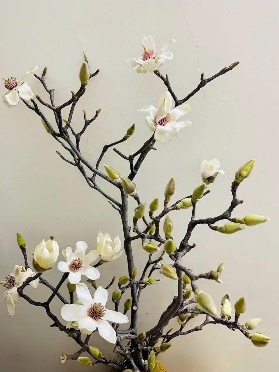 Loài hoa ngủ đông thành trào lưu sốt xình xịch trên mạng dịp Tết Bính Ngọ- Ảnh 1.