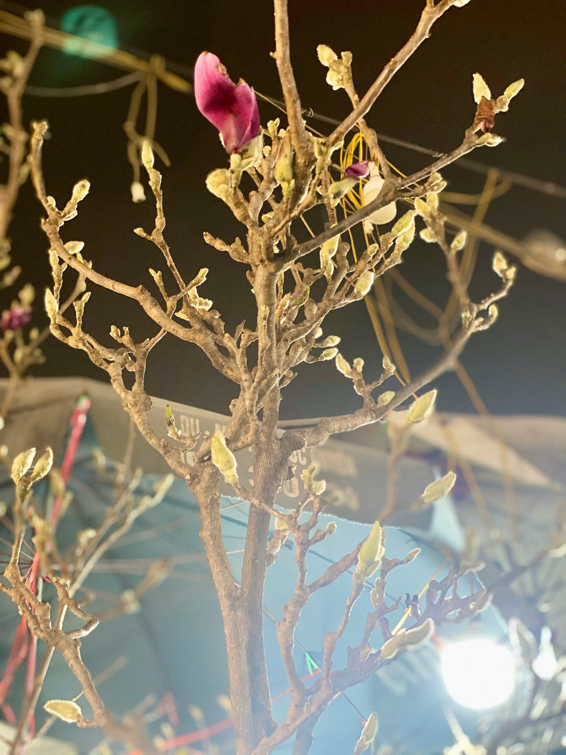 Loài hoa ngủ đông thành trào lưu sốt xình xịch trên mạng dịp Tết Bính Ngọ- Ảnh 4.