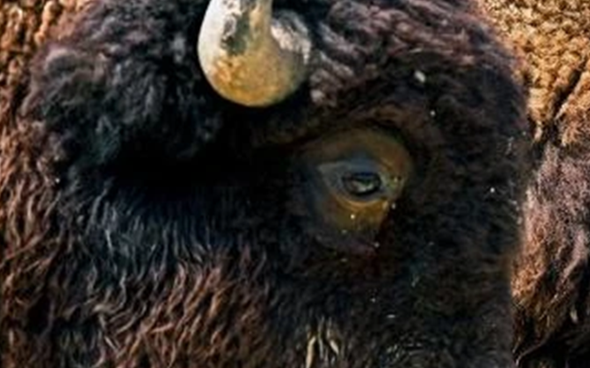 Loài vật quý hiếm bậc nhất hành tinh, tưởng tuyệt chủng 100 năm bất ngờ "tái xuất" qua một quả trứng nhỏ - Ảnh 3.