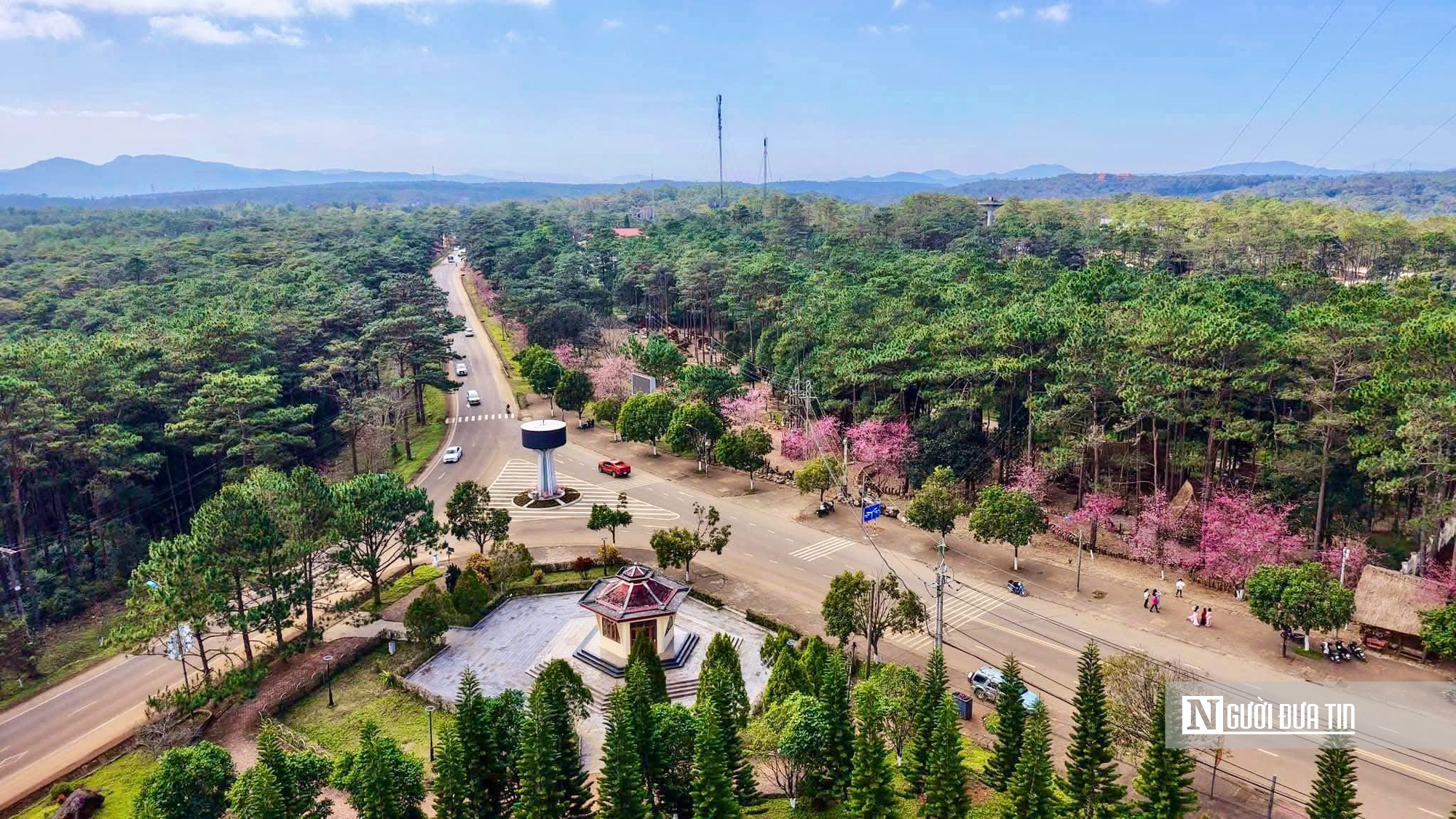 Mai anh đ&agrave;o nở rộ, Măng Đen kho&aacute;c &aacute;o hồng dịp cuối năm- Ảnh 1.