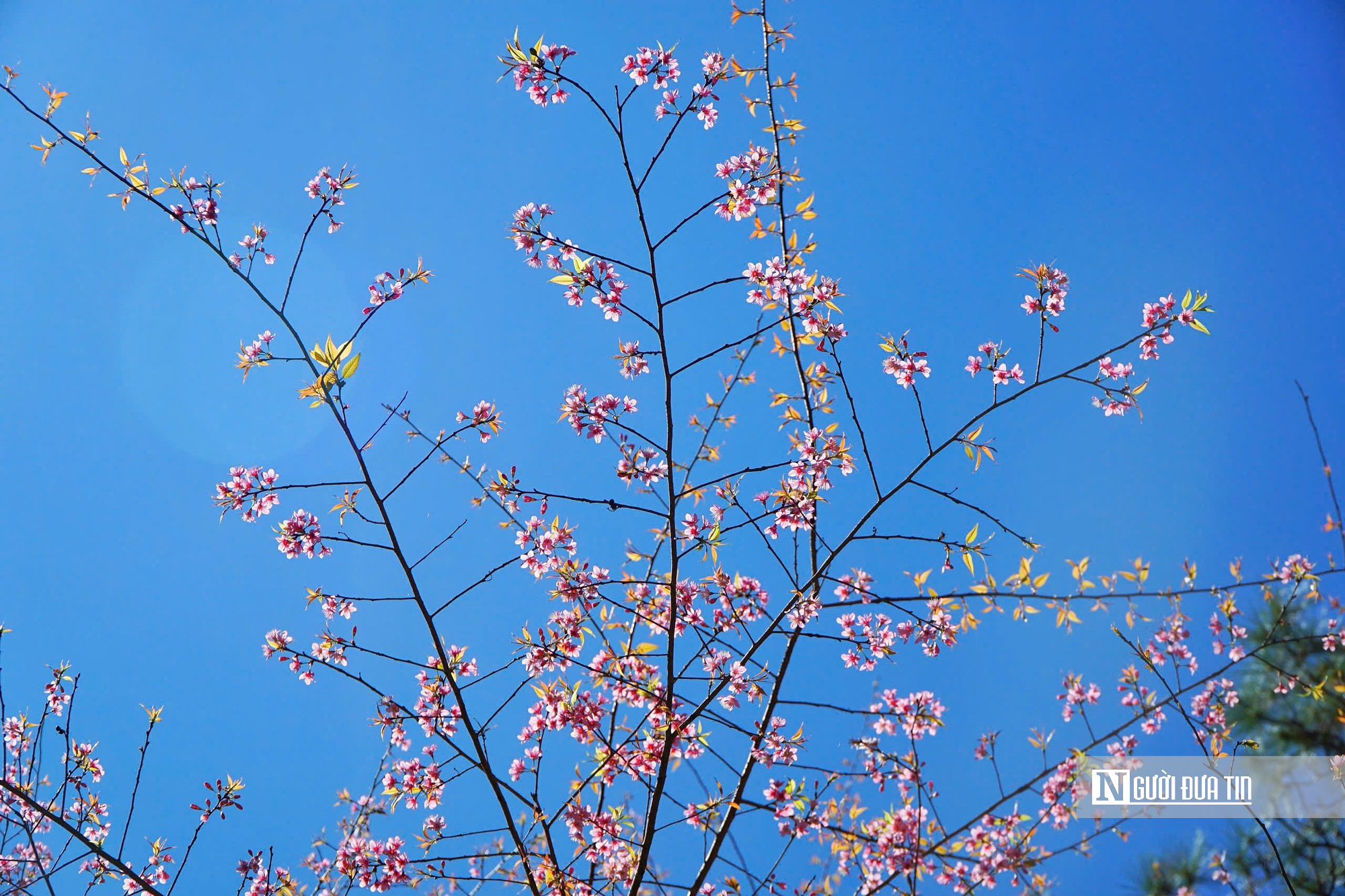 Mai anh đ&agrave;o nở rộ, Măng Đen kho&aacute;c &aacute;o hồng dịp cuối năm- Ảnh 5.