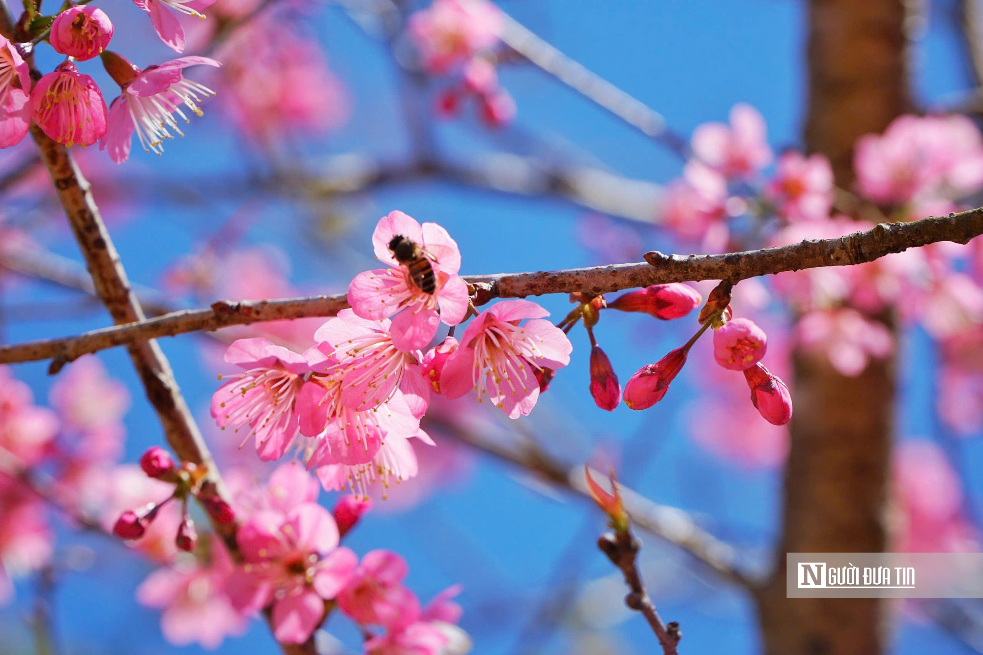 Mai anh đ&agrave;o nở rộ, Măng Đen kho&aacute;c &aacute;o hồng dịp cuối năm- Ảnh 6.