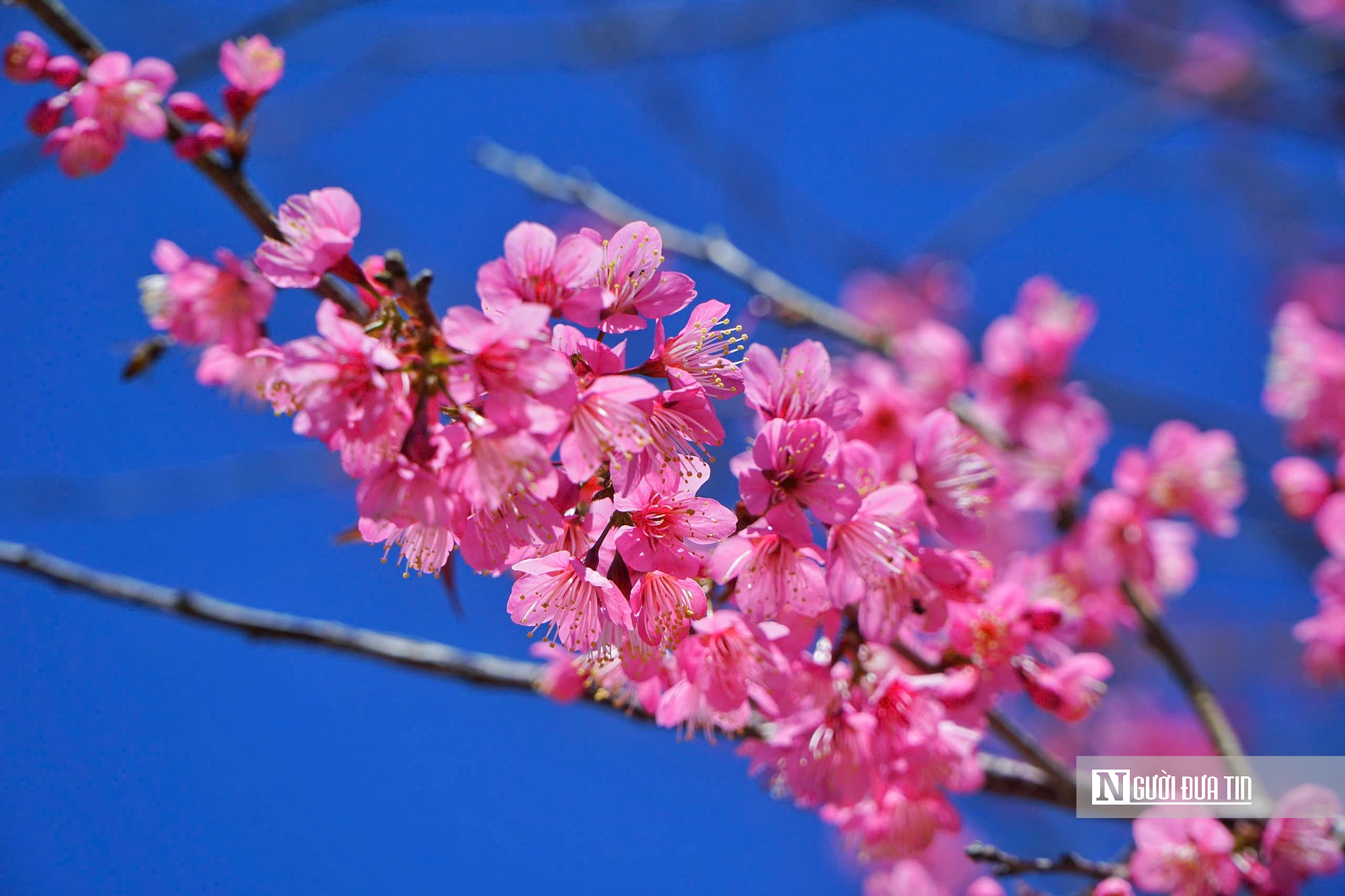 Mai anh đ&agrave;o nở rộ, Măng Đen kho&aacute;c &aacute;o hồng dịp cuối năm- Ảnh 7.