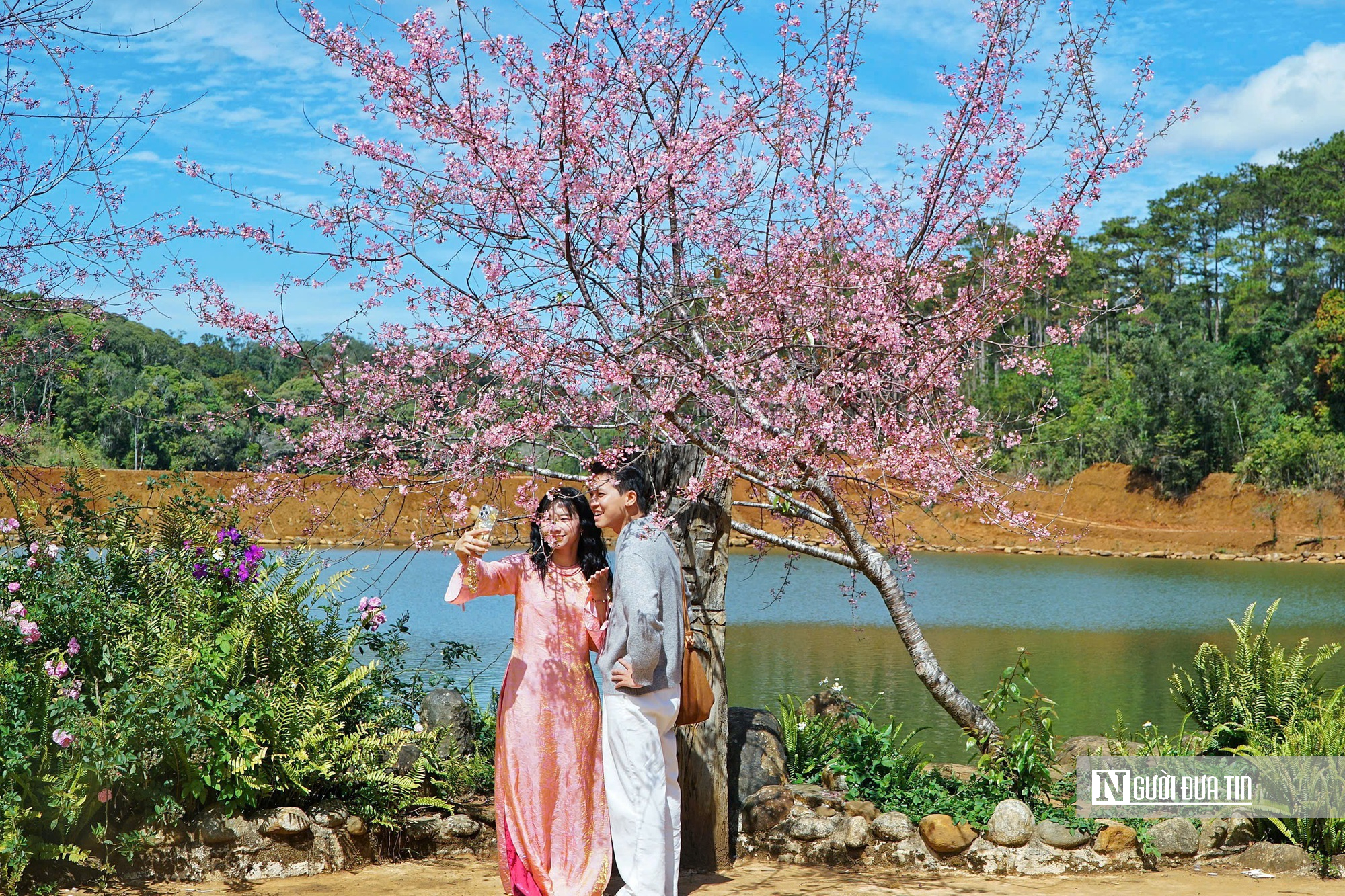 Mai anh đ&agrave;o nở rộ, Măng Đen kho&aacute;c &aacute;o hồng dịp cuối năm- Ảnh 9.