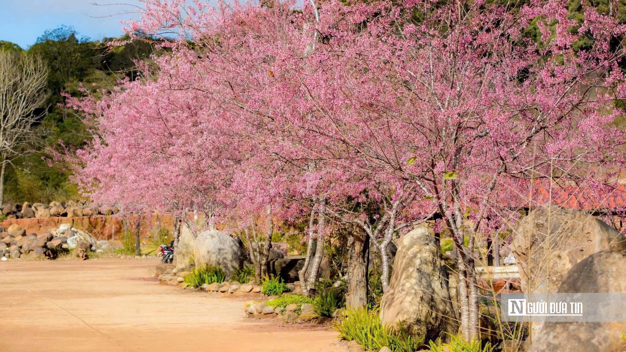 Mai anh đ&agrave;o nở rộ, Măng Đen kho&aacute;c &aacute;o hồng dịp cuối năm- Ảnh 10.