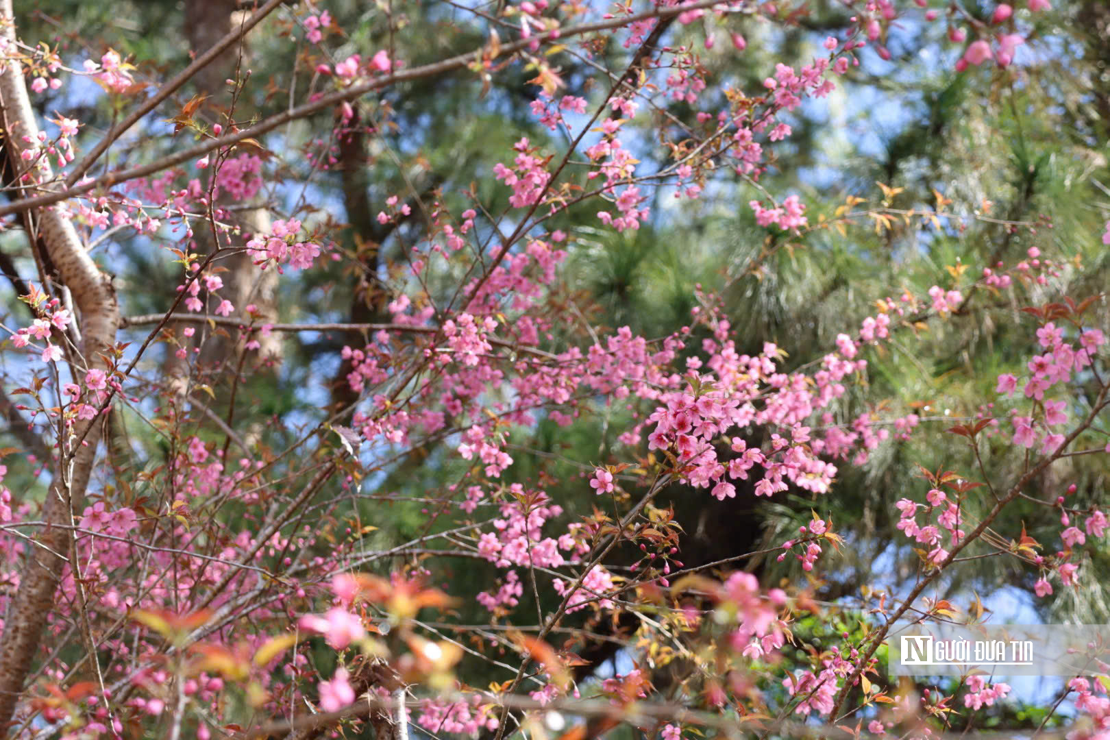 Mai anh đ&agrave;o nở rộ, Măng Đen kho&aacute;c &aacute;o hồng dịp cuối năm- Ảnh 11.
