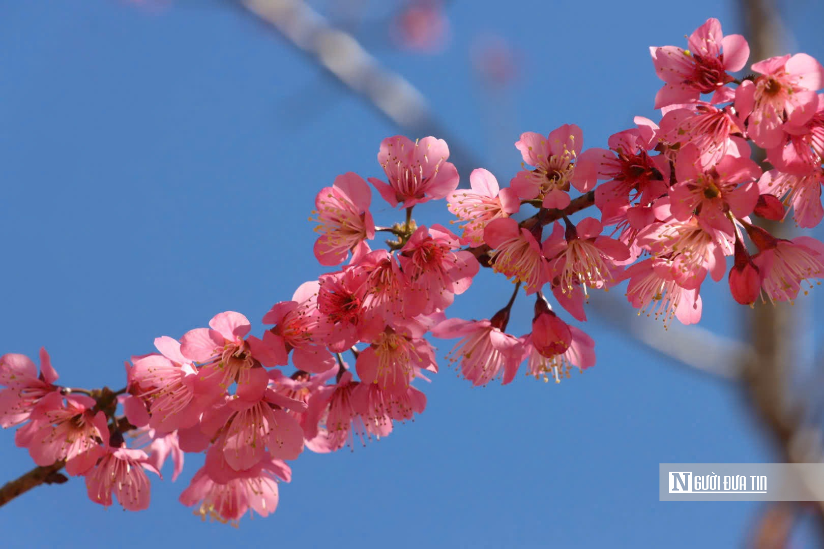 Mai anh đ&agrave;o nở rộ, Măng Đen kho&aacute;c &aacute;o hồng dịp cuối năm- Ảnh 12.