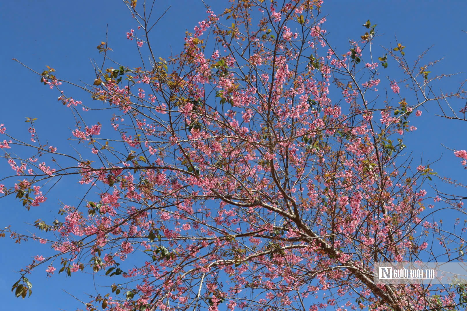 Mai anh đ&agrave;o nở rộ, Măng Đen kho&aacute;c &aacute;o hồng dịp cuối năm- Ảnh 13.