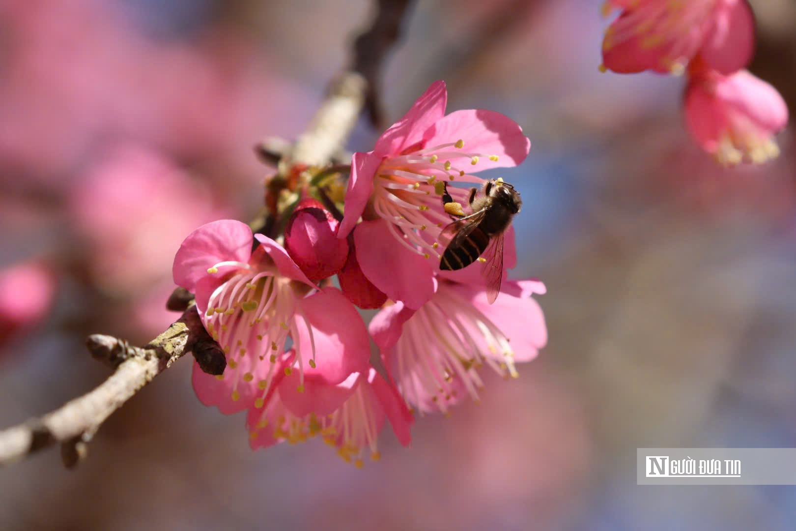 Mai anh đ&agrave;o nở rộ, Măng Đen kho&aacute;c &aacute;o hồng dịp cuối năm- Ảnh 14.