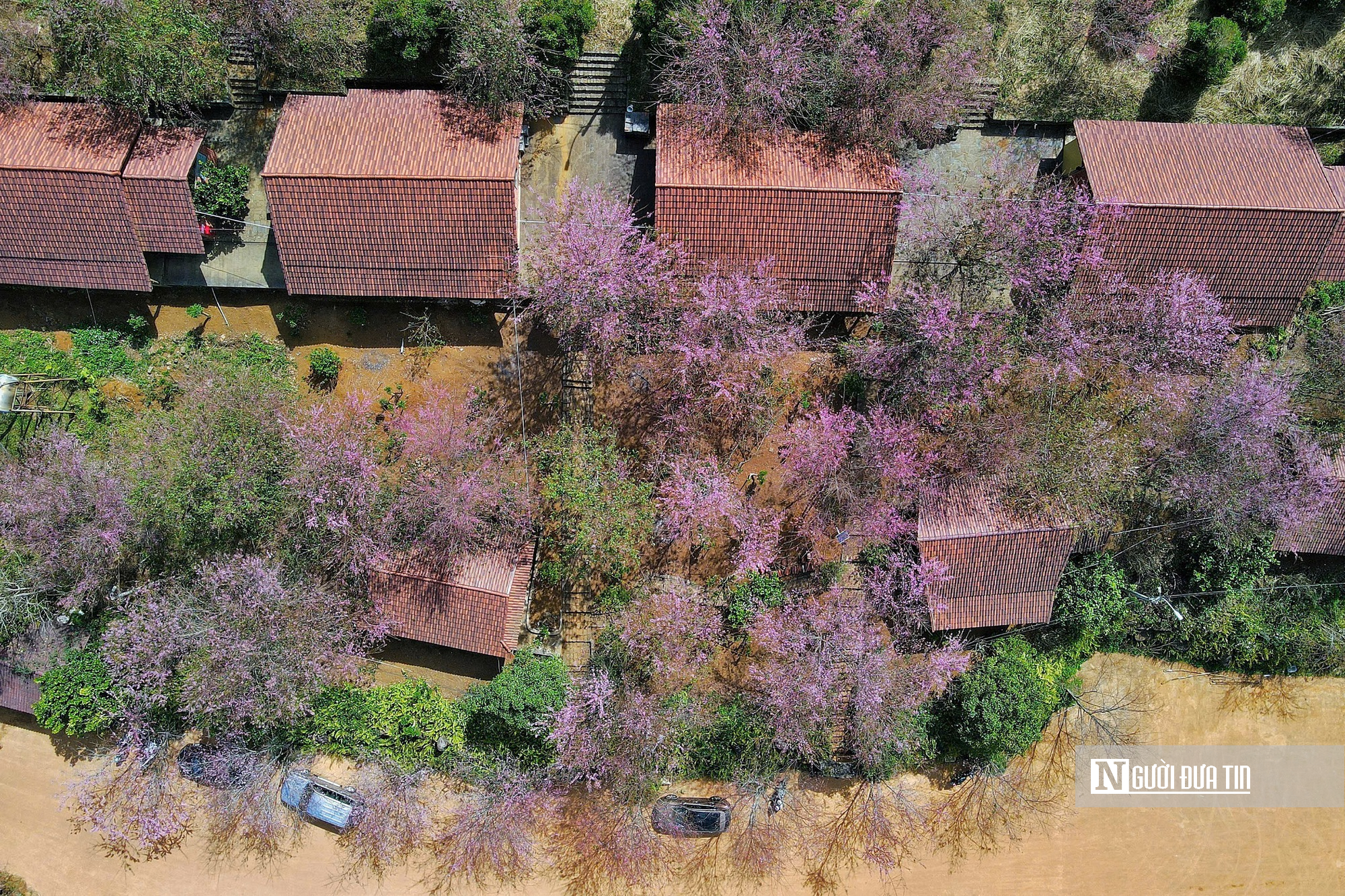 Mai anh đào nở rộ, Măng Đen khoác áo hồng dịp cuối năm- Ảnh 2.