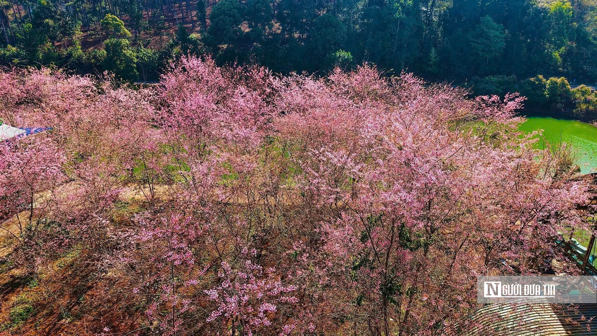 Mai anh đào nở rộ, Măng Đen khoác áo hồng dịp cuối năm- Ảnh 3.