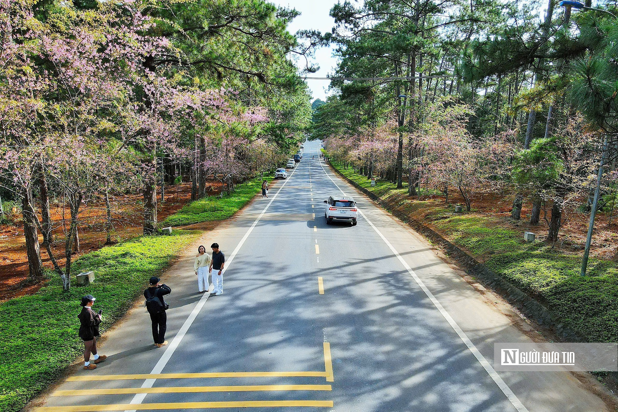 Mai anh đào nở rộ, Măng Đen khoác áo hồng dịp cuối năm- Ảnh 4.