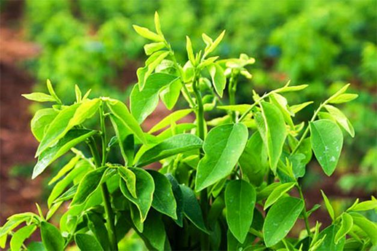 Loại rau hiếm khi “ngậm” thuốc trừ sâu, đặc biệt số 1 ngoài chợ bán đầy - Ảnh 1.