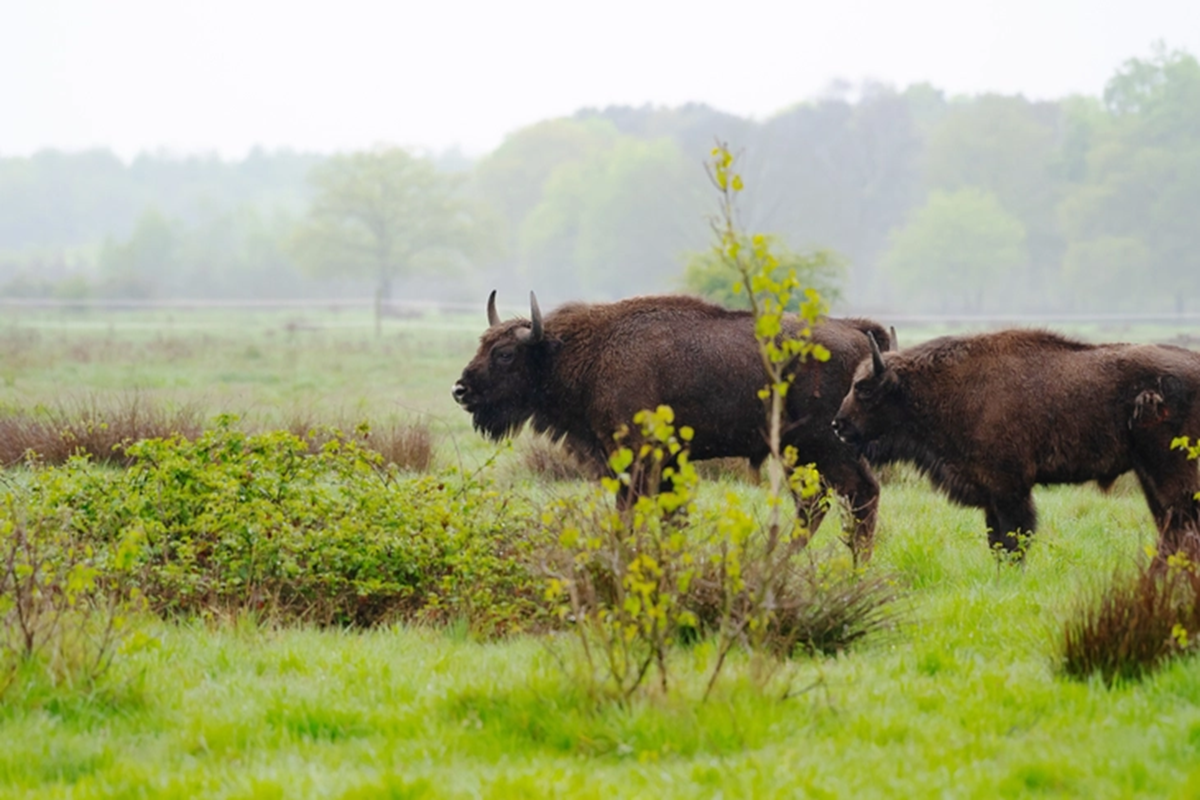 Loài vật quý hiếm bậc nhất hành tinh, tưởng tuyệt chủng bất ngờ "tái xuất" ở nơi vô cùng đặc biệt - Ảnh 2.