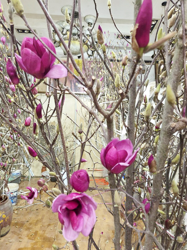 Loài hoa ngủ đông thành trào lưu sốt xình xịch trên mạng dịp Tết Bính Ngọ- Ảnh 2.