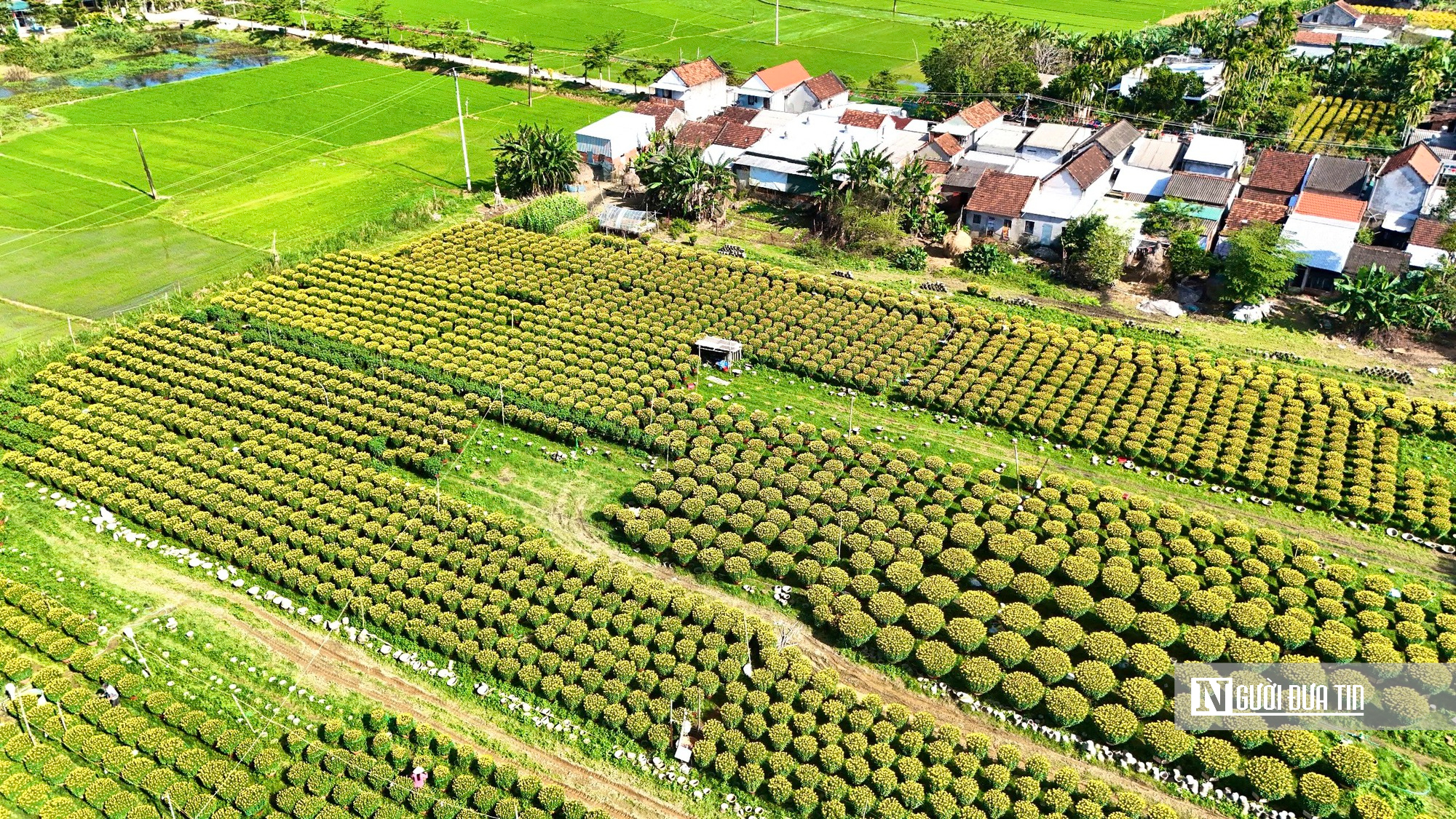 Hoa cúc “nhuộm vàng” làng quê những ngày giáp Tết- Ảnh 3. Hoa cúc “nhuộm vàng” làng quê những ngày giáp Tết- Ảnh 3.