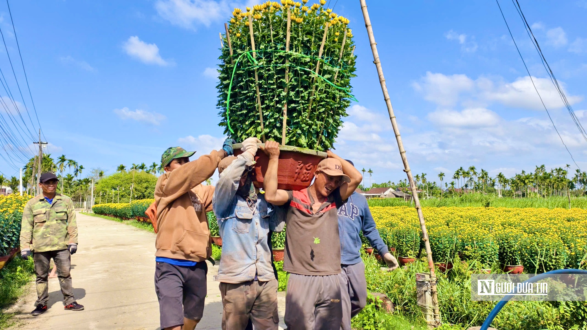 Hoa cúc “nhuộm vàng” làng quê những ngày giáp Tết- Ảnh 7. Hoa cúc “nhuộm vàng” làng quê những ngày giáp Tết- Ảnh 7.