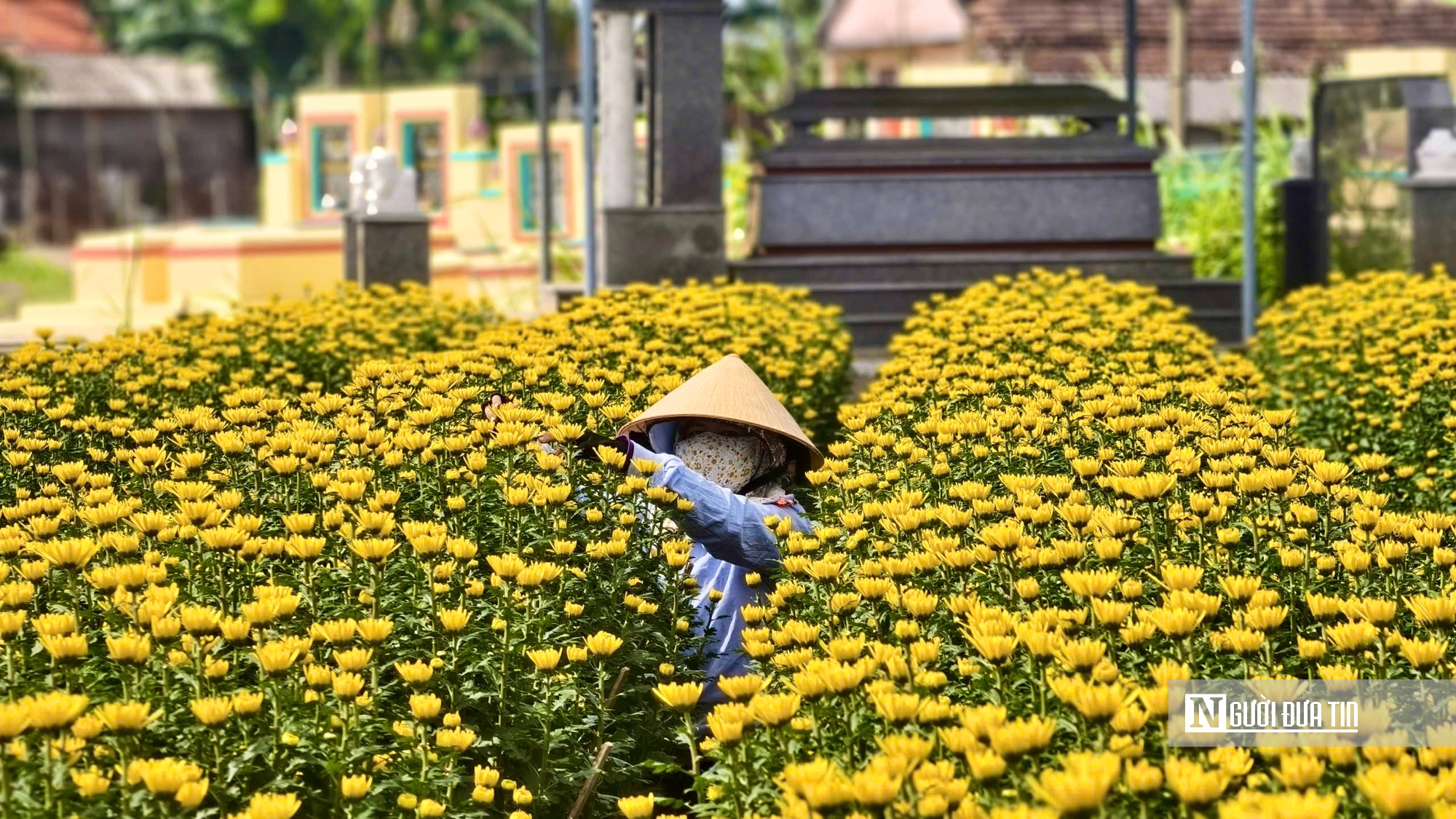 Hoa cúc “nhuộm vàng” làng quê những ngày giáp Tết- Ảnh 8. Hoa cúc “nhuộm vàng” làng quê những ngày giáp Tết- Ảnh 8.