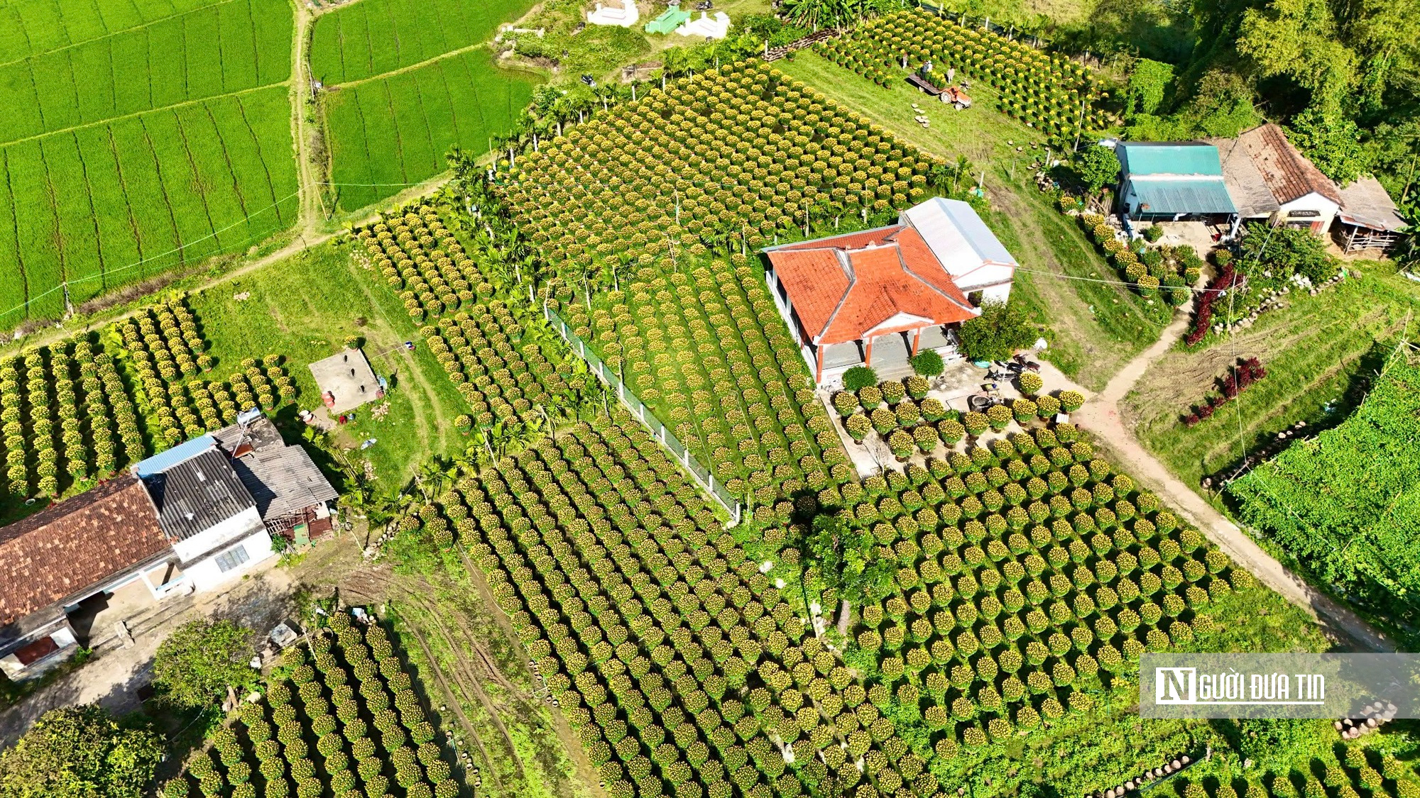 Hoa cúc “nhuộm vàng” làng quê những ngày giáp Tết- Ảnh 16. Hoa cúc “nhuộm vàng” làng quê những ngày giáp Tết- Ảnh 16.