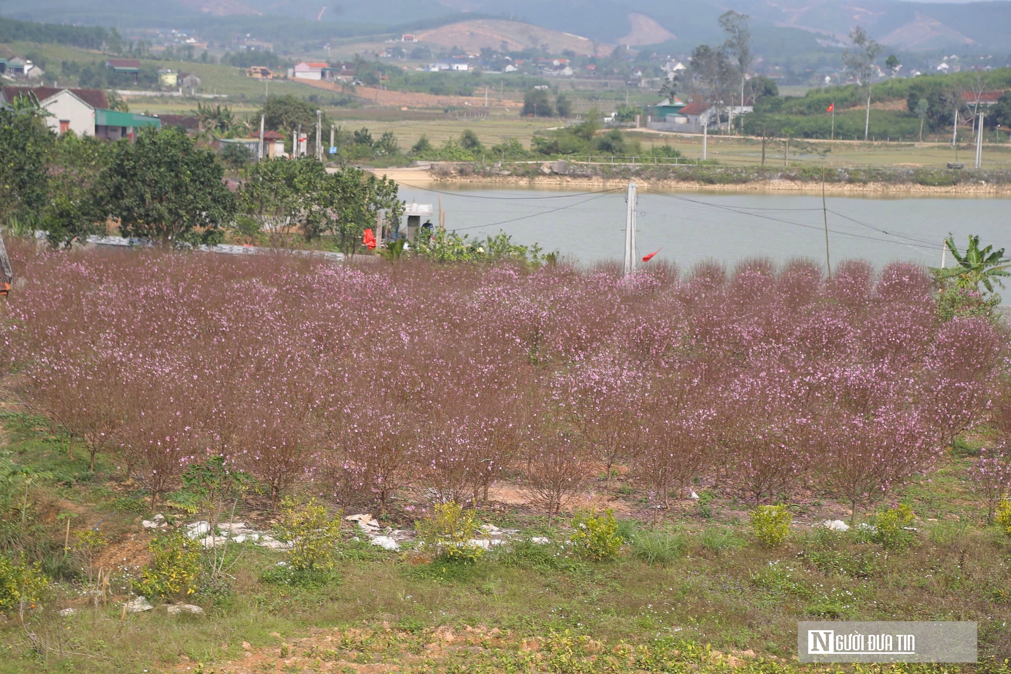 Hoa đào nở "trượt" dịpTết, người dân như ngồi trên đống lửa  - Ảnh 1.