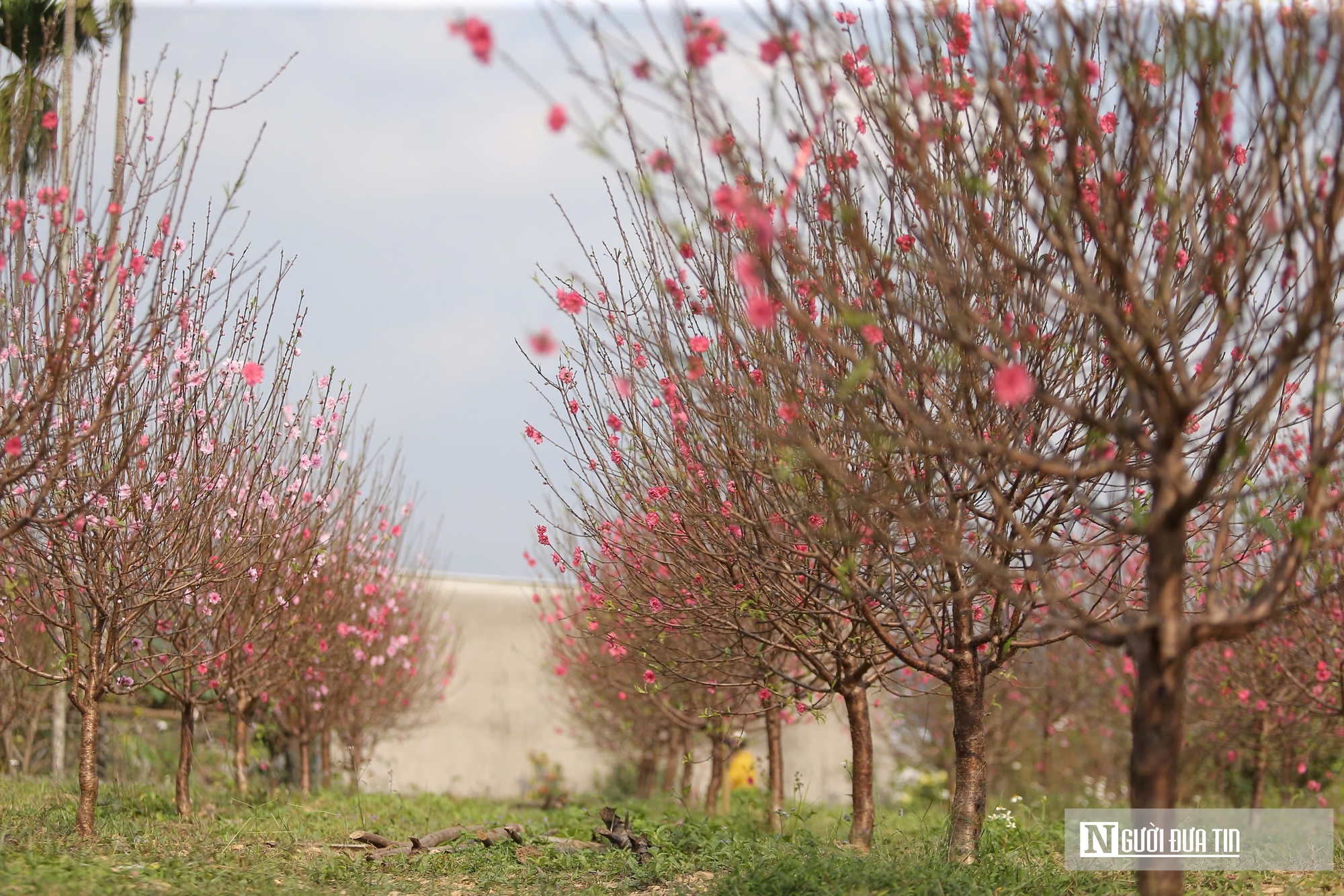 Hoa đào nở "trượt" dịpTết, người dân như ngồi trên đống lửa  - Ảnh 2.