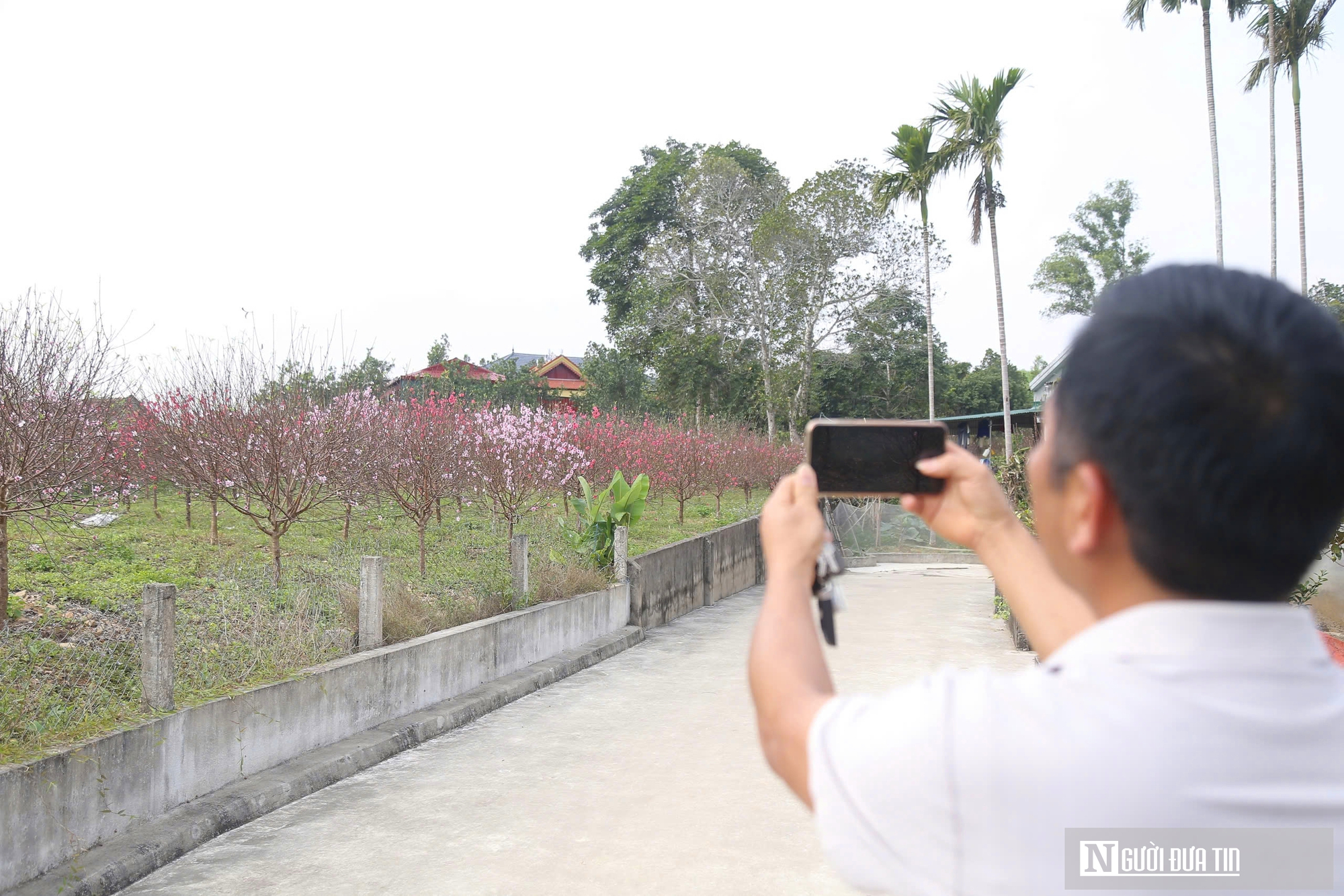 Hoa đào nở "trượt" dịpTết, người dân như ngồi trên đống lửa  - Ảnh 3.