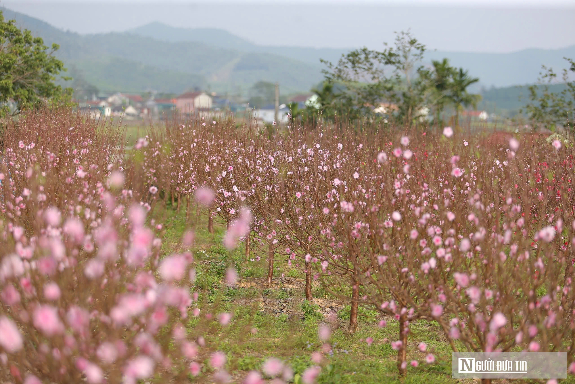 Hoa đào nở "trượt" dịpTết, người dân như ngồi trên đống lửa  - Ảnh 4.