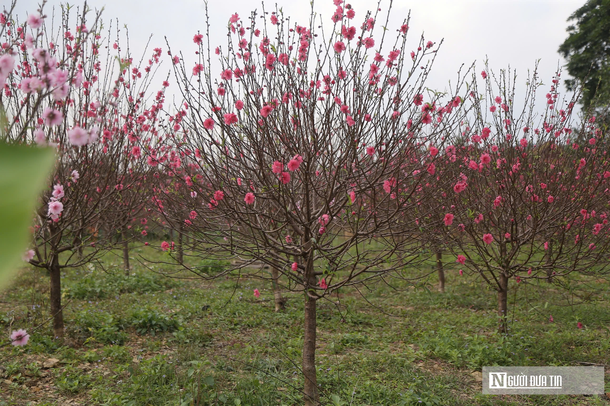 Hoa đào nở "trượt" dịpTết, người dân như ngồi trên đống lửa  - Ảnh 11.
