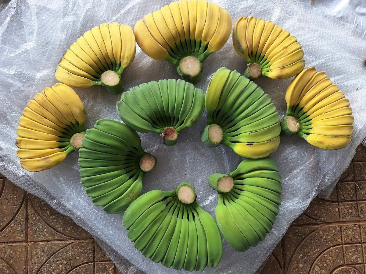 Chuối có hình dáng lạ, giá cao vẫn nhiều người muốn "săn" về chưng Tết - Ảnh 5.