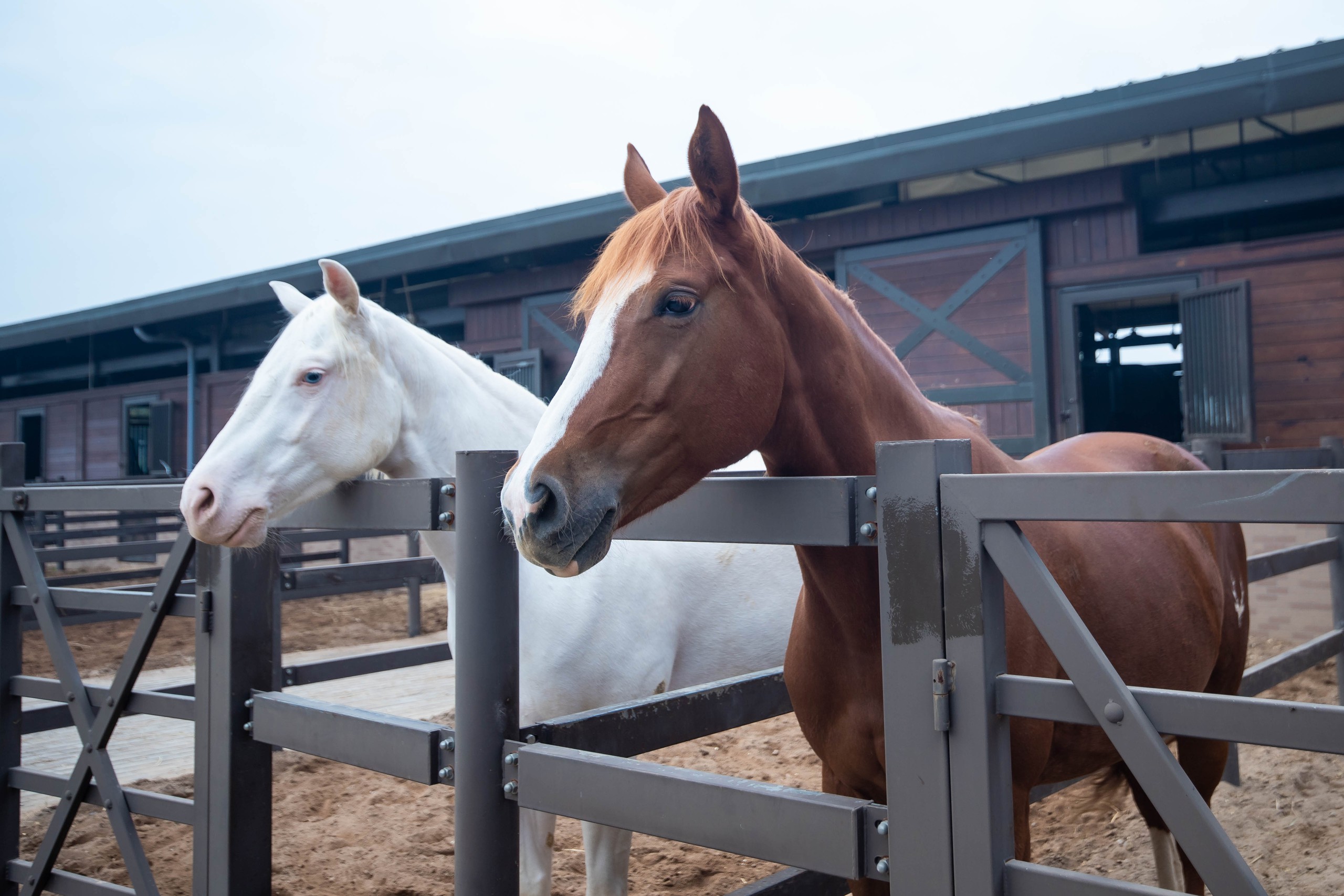Cận cảnh chế độ chăm sóc đặc biệt "tuấn mã" triệu đô tại Hải Phòng- Ảnh 8.