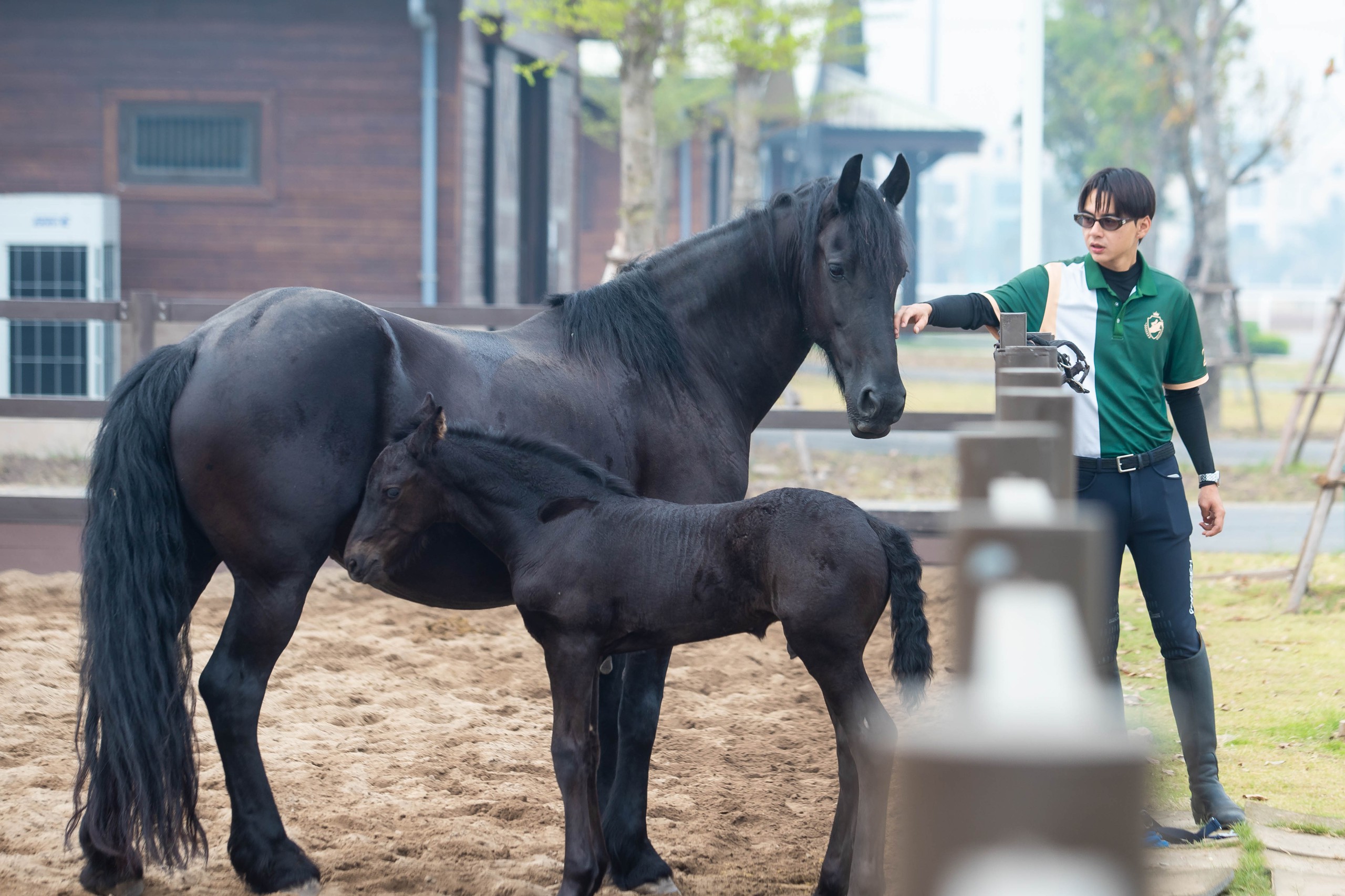 Cận cảnh chế độ chăm sóc đặc biệt "tuấn mã" triệu đô tại Hải Phòng- Ảnh 12.