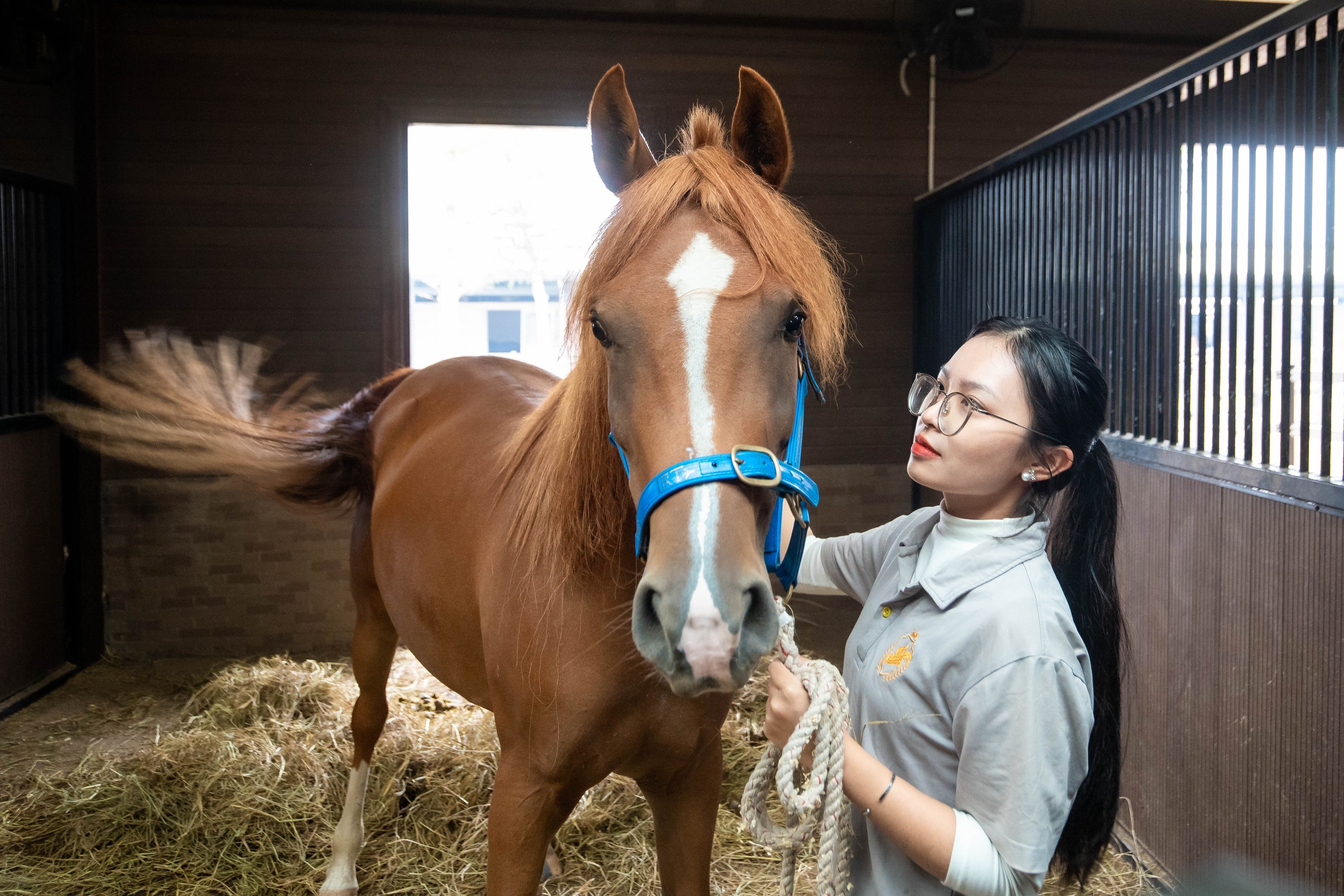 Cận cảnh chế độ chăm sóc đặc biệt "tuấn mã" triệu đô tại Hải Phòng- Ảnh 6.